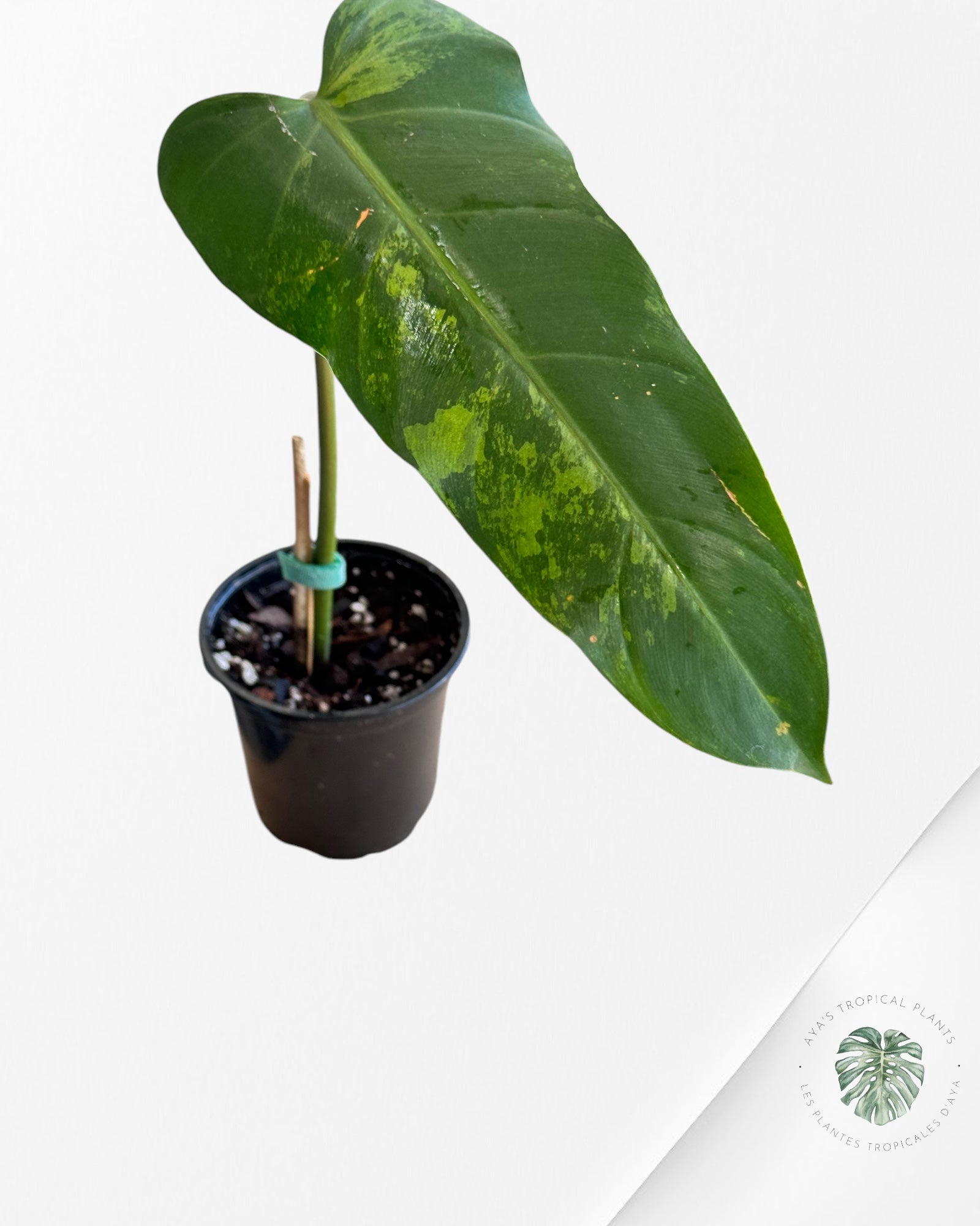 Philodendron whipple way Variaté-PWW1