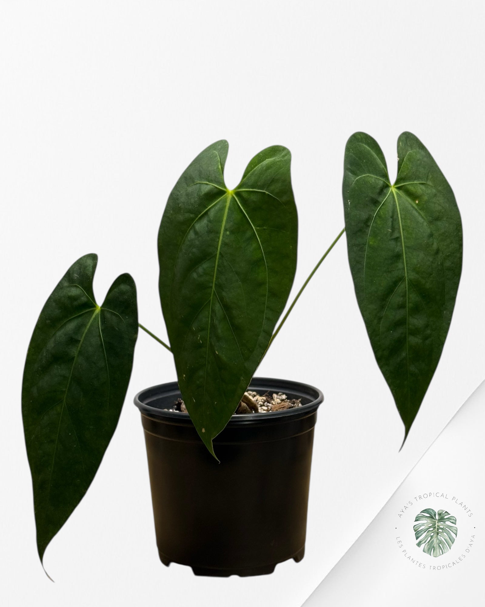 Anthurium 'Ace of Spades' x papillilaminum Fort Sherman'  - AF10