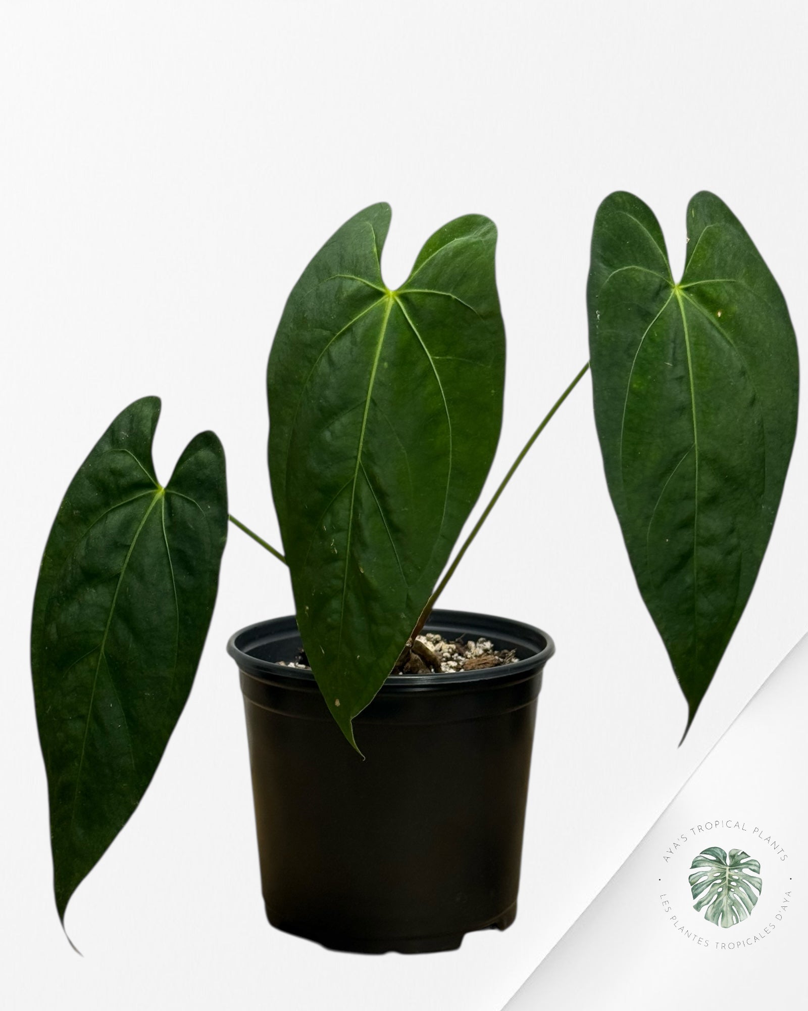 Anthurium 'Ace of Spades' x papillilaminum Fort Sherman'  - AF10