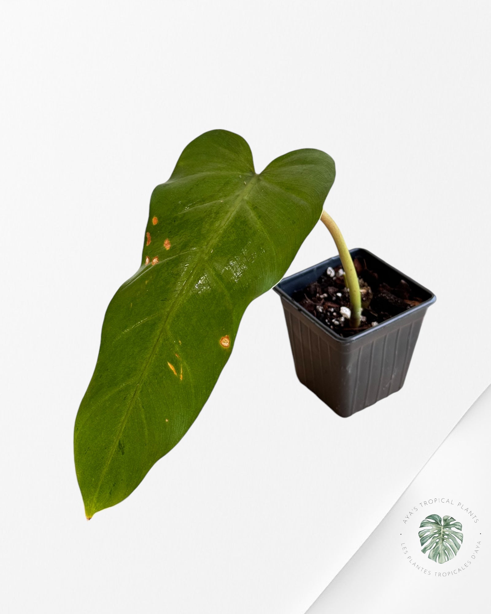 Philodendron whipple way Variaté-PWW4