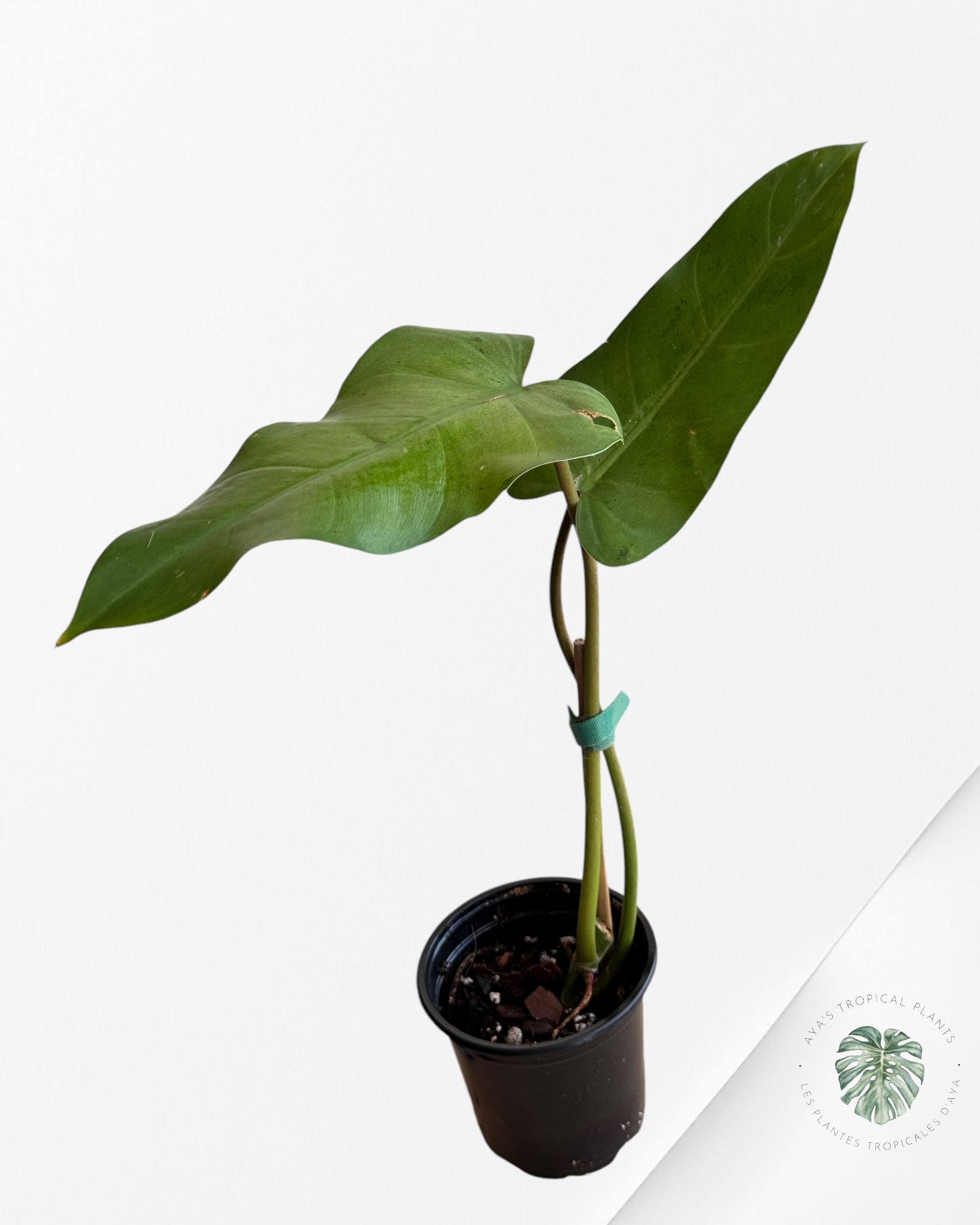 Philodendron whipple way Variagated-PWW3