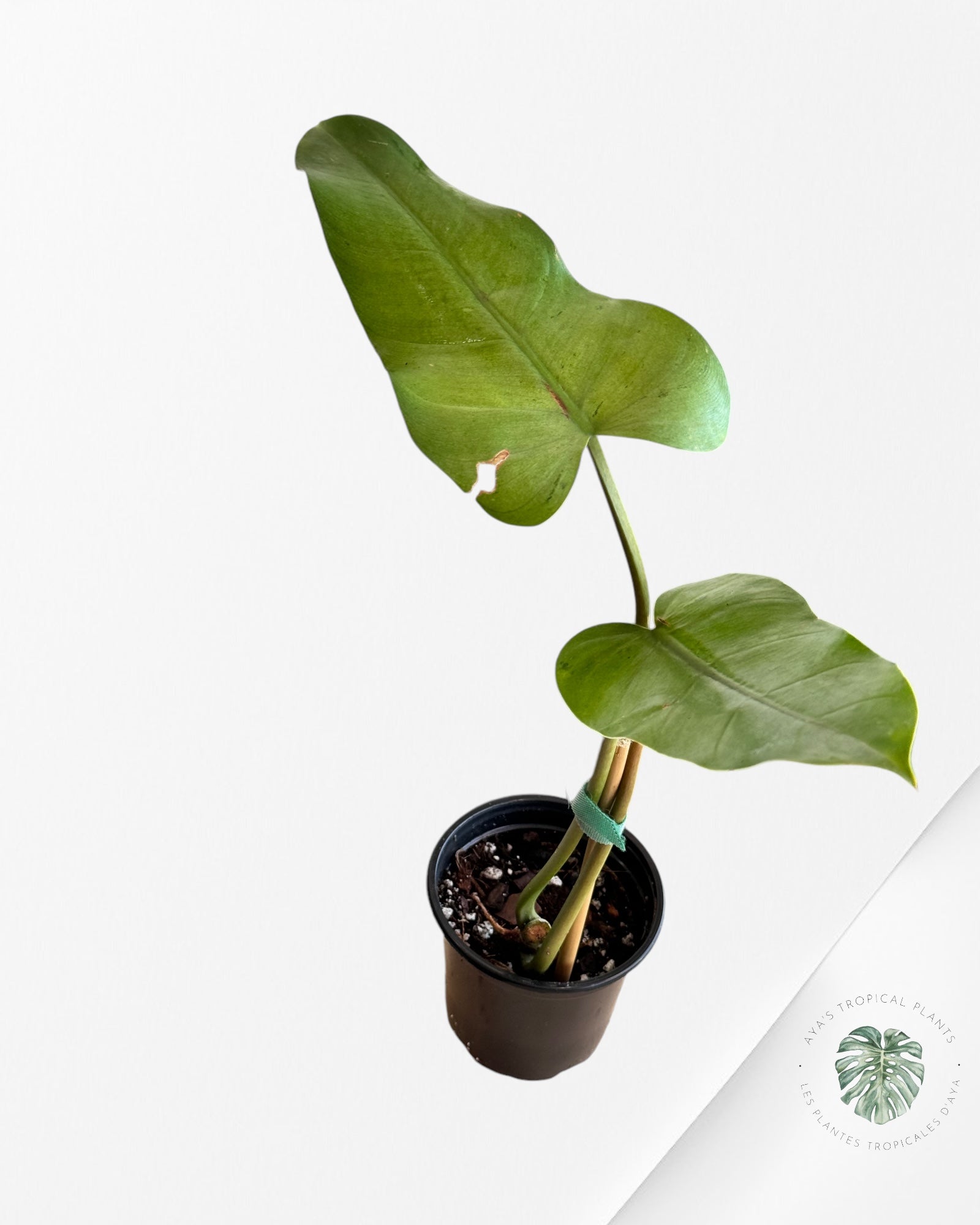 Philodendron whipple way Variagated-PWW3