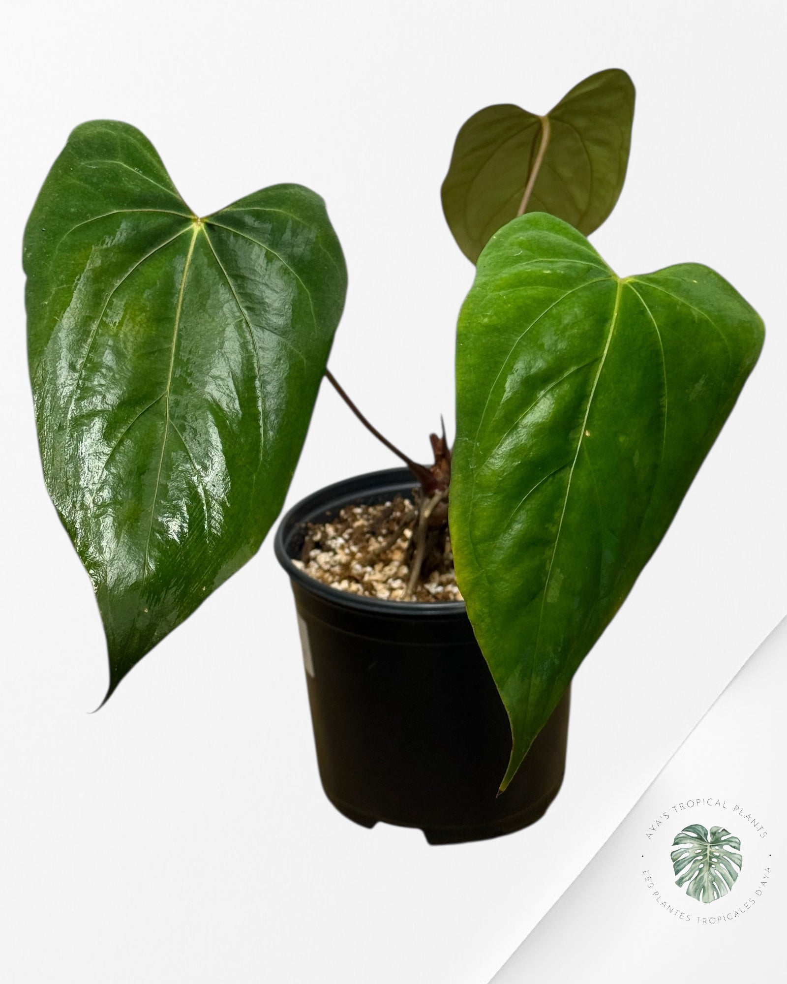 Anthurium Papillilaminum - AP20