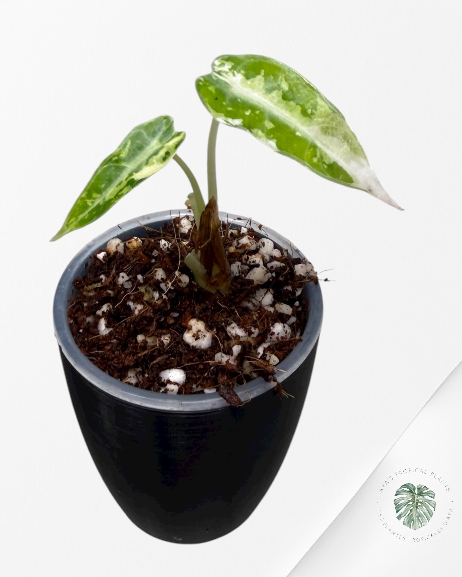 Alocasia Bambino  Albo & Aurea Variegated