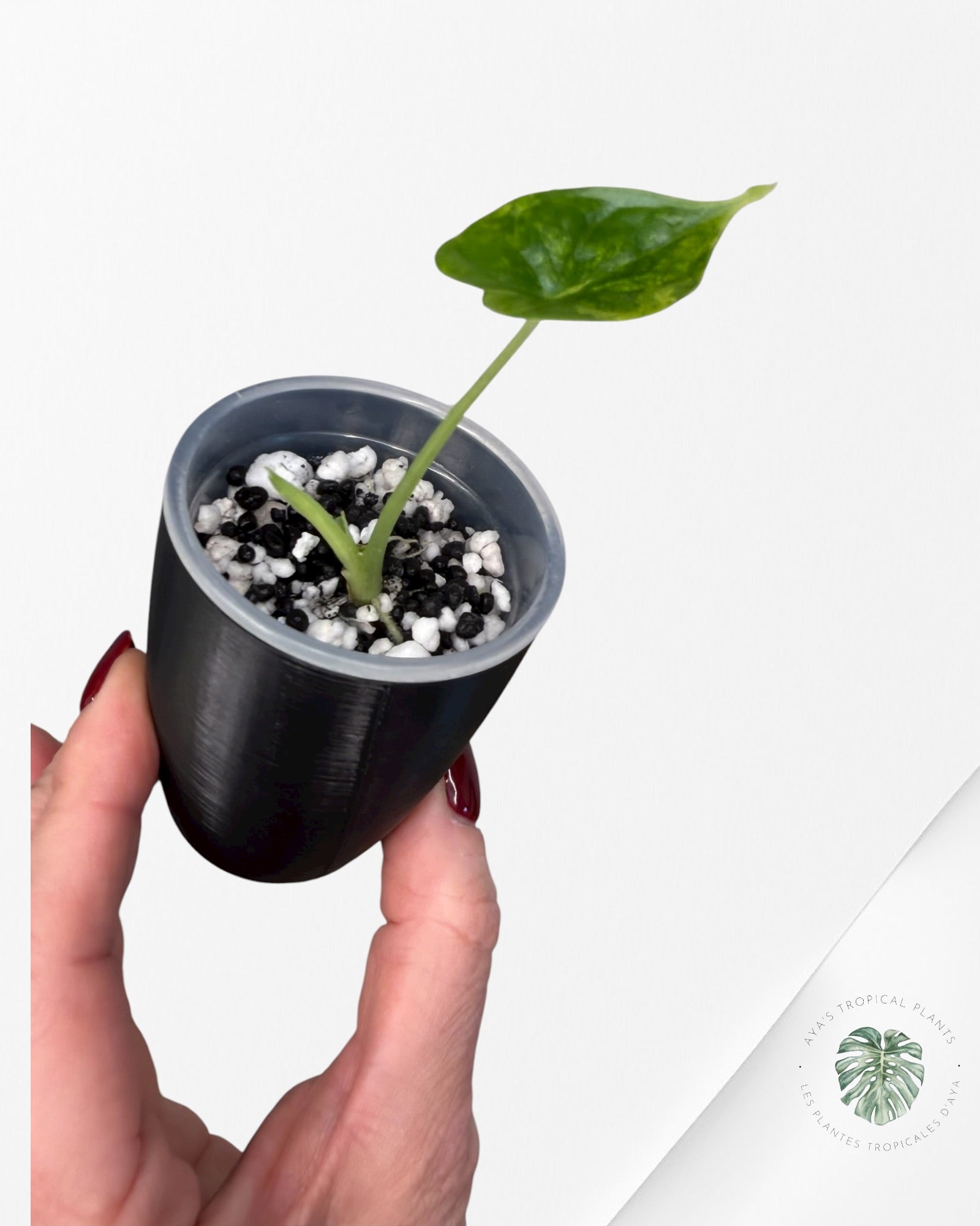 Alocasia Dragon Scale Aurea Variegated