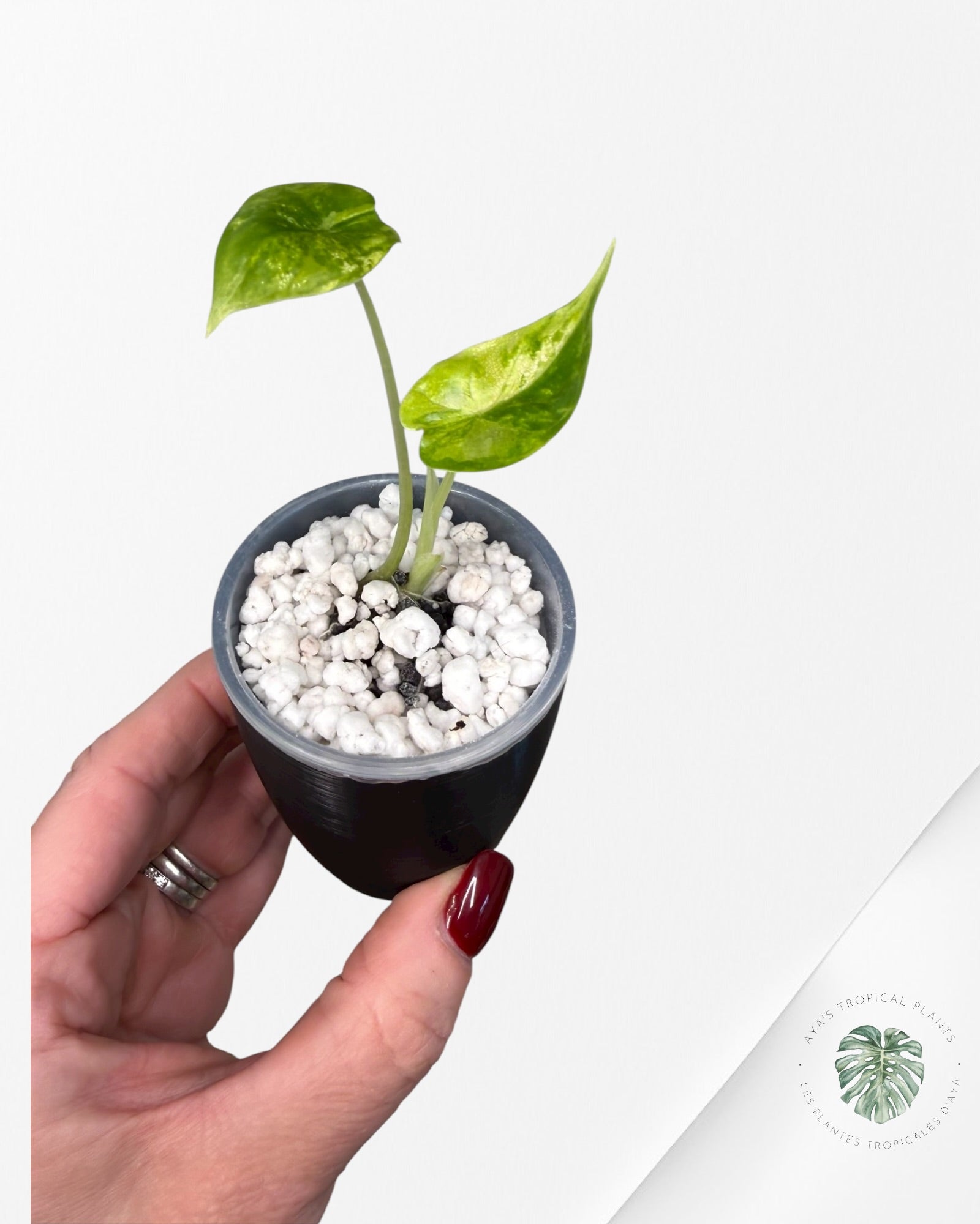 Alocasia Dragon Scale Aurea Variegated