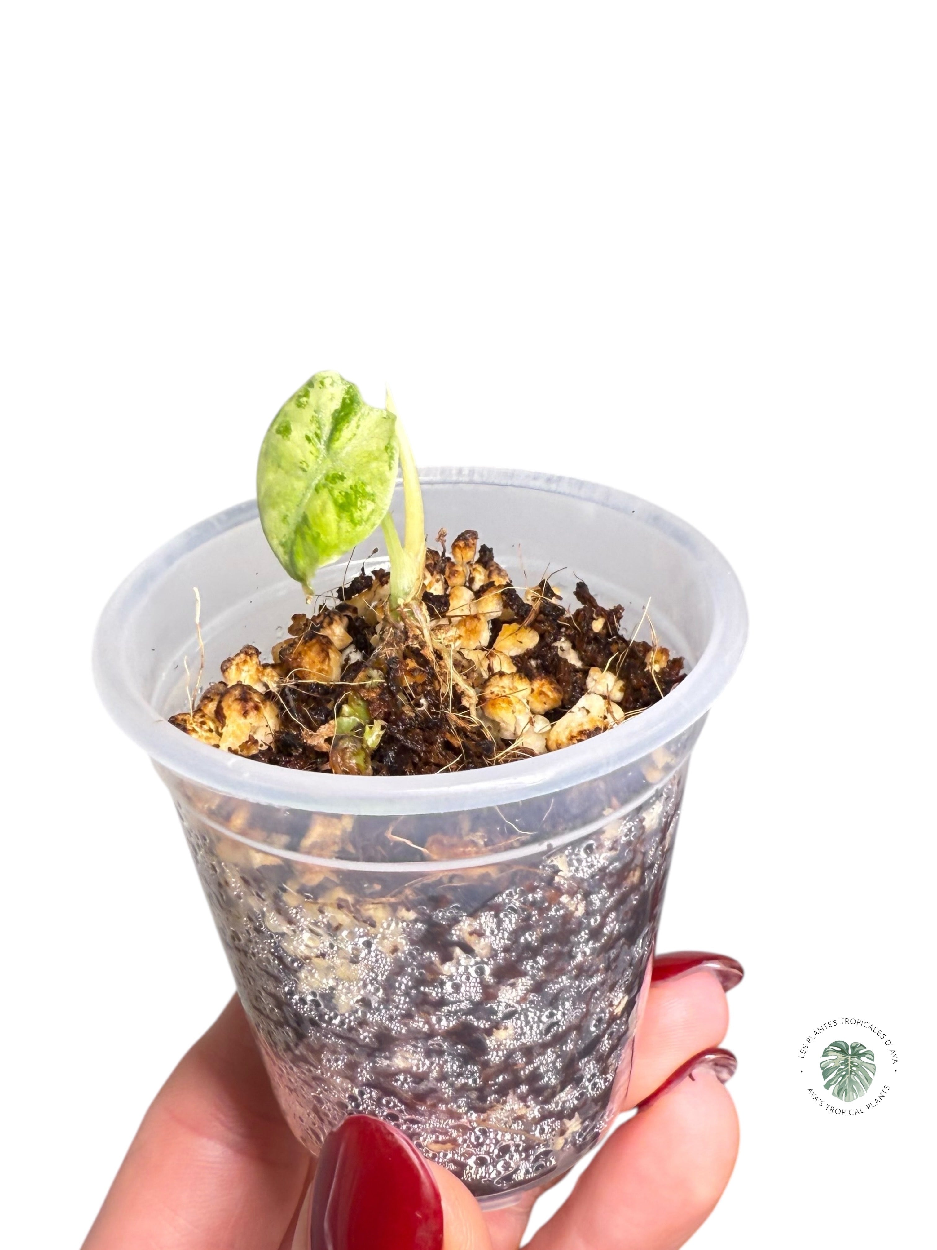 Alocasia Watsoniana Doff. Pink Variegated |Rare TC Plant| Aya's Tropical Plants