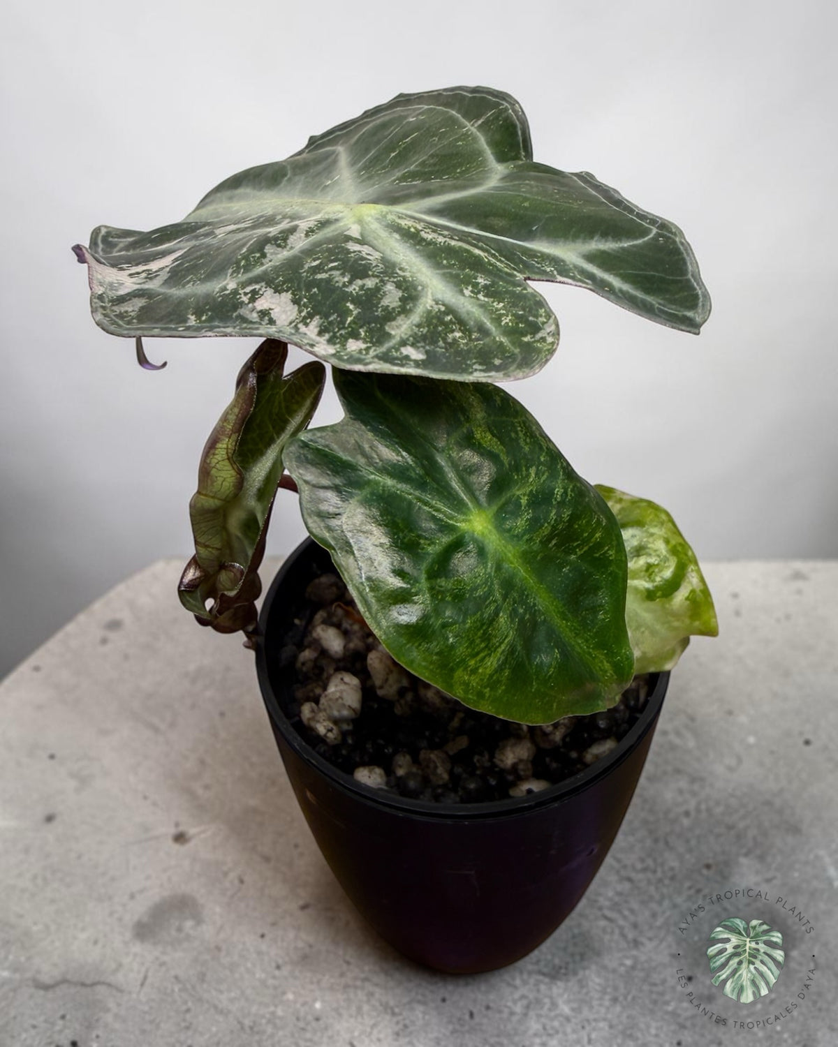 Alocasia Venom Pink Panachée Grade S | Rare et Premium