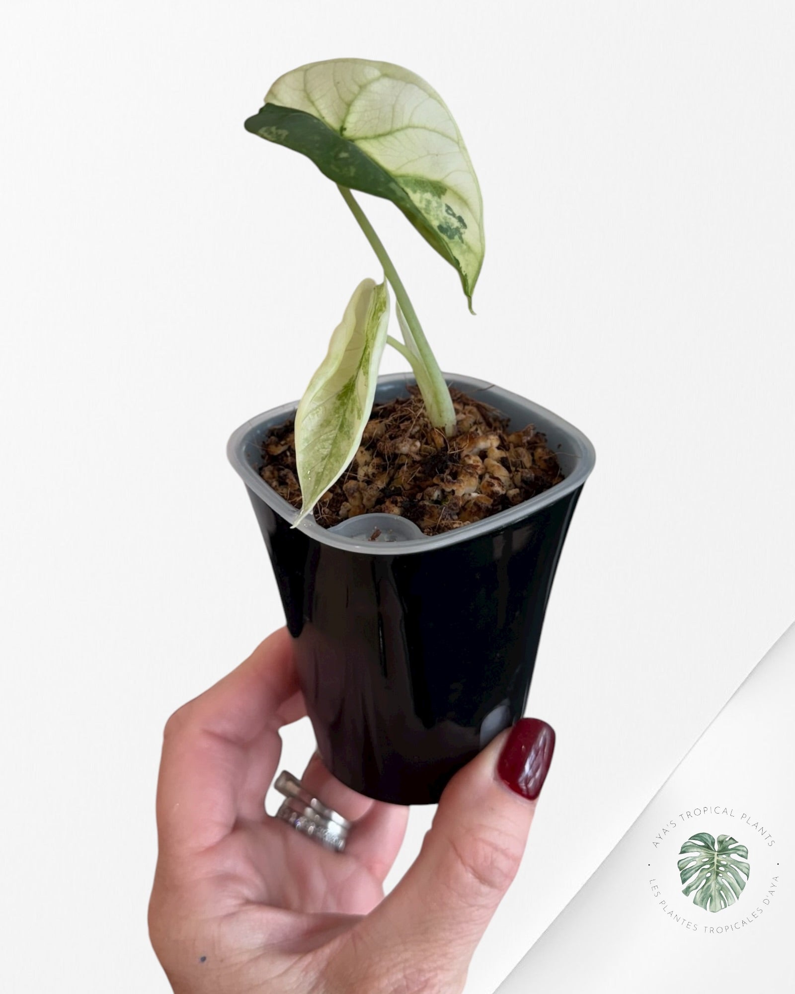 Alocasia Silver Dragon Albo Variegated