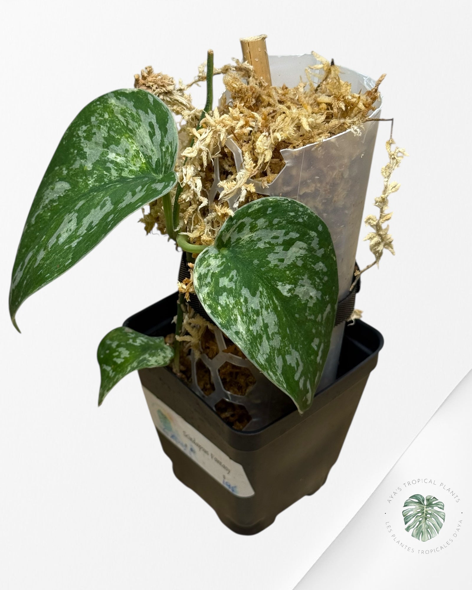 Scindapsus Argyrus Fantasy -EXP21