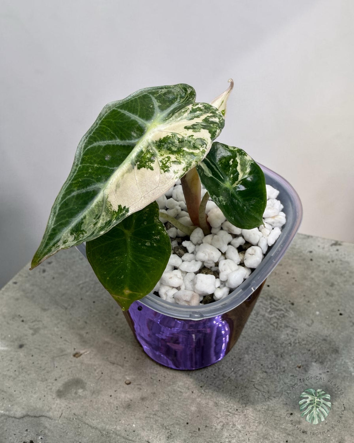 Alocasia Mandalay Rose Panaché