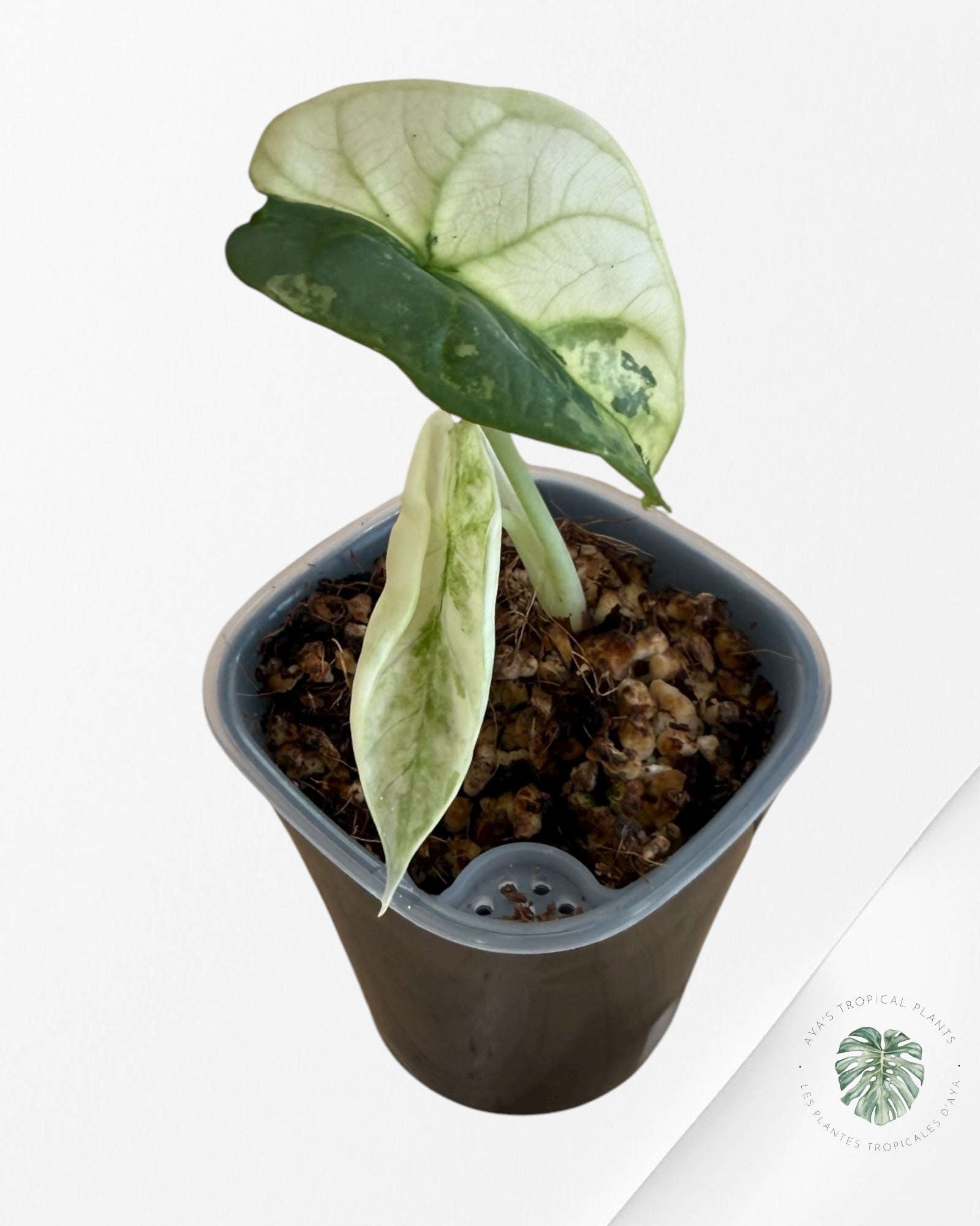 Alocasia Silver Dragon Albo Variegated