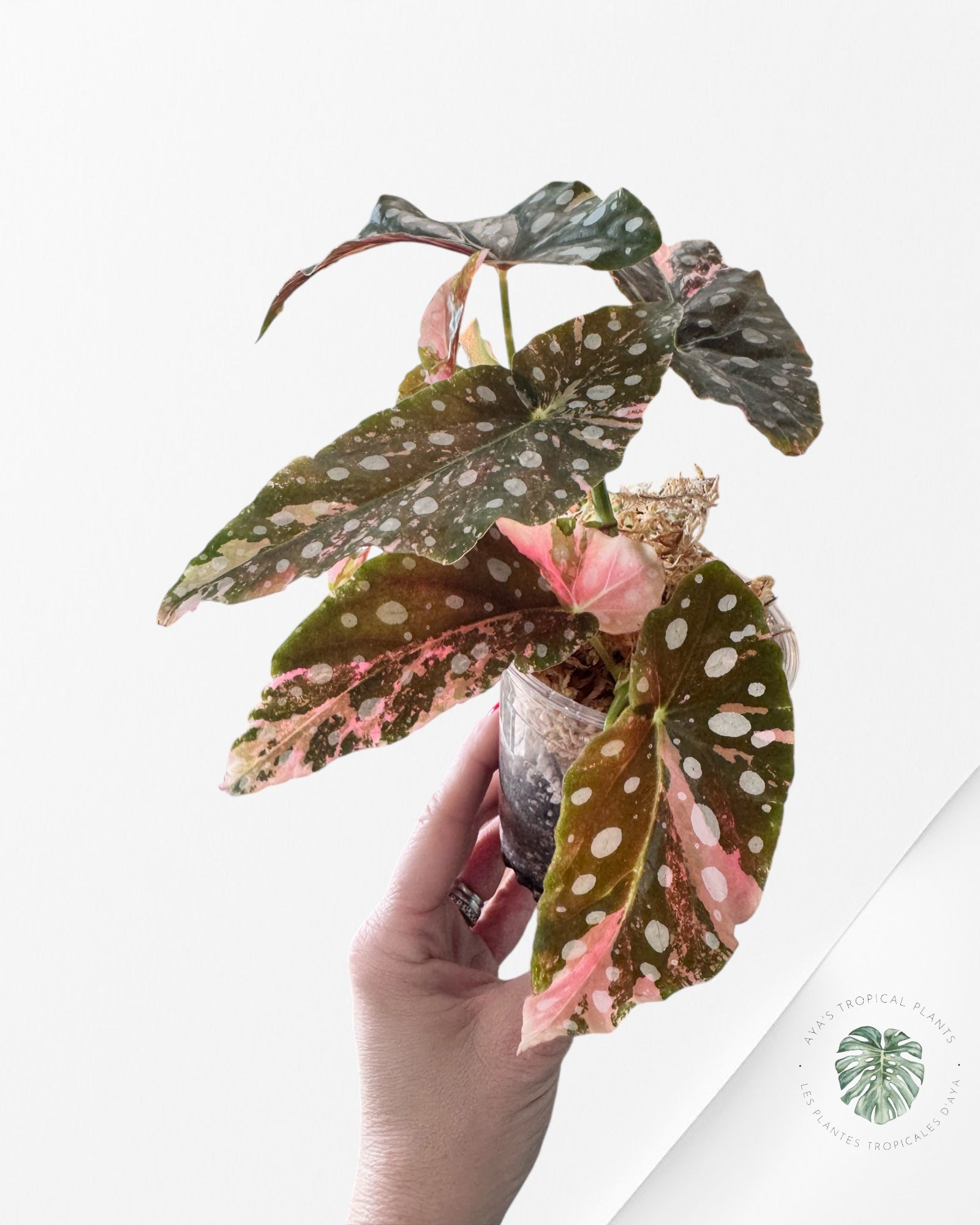 Begonia Maculata Pink Variegated-FLO1