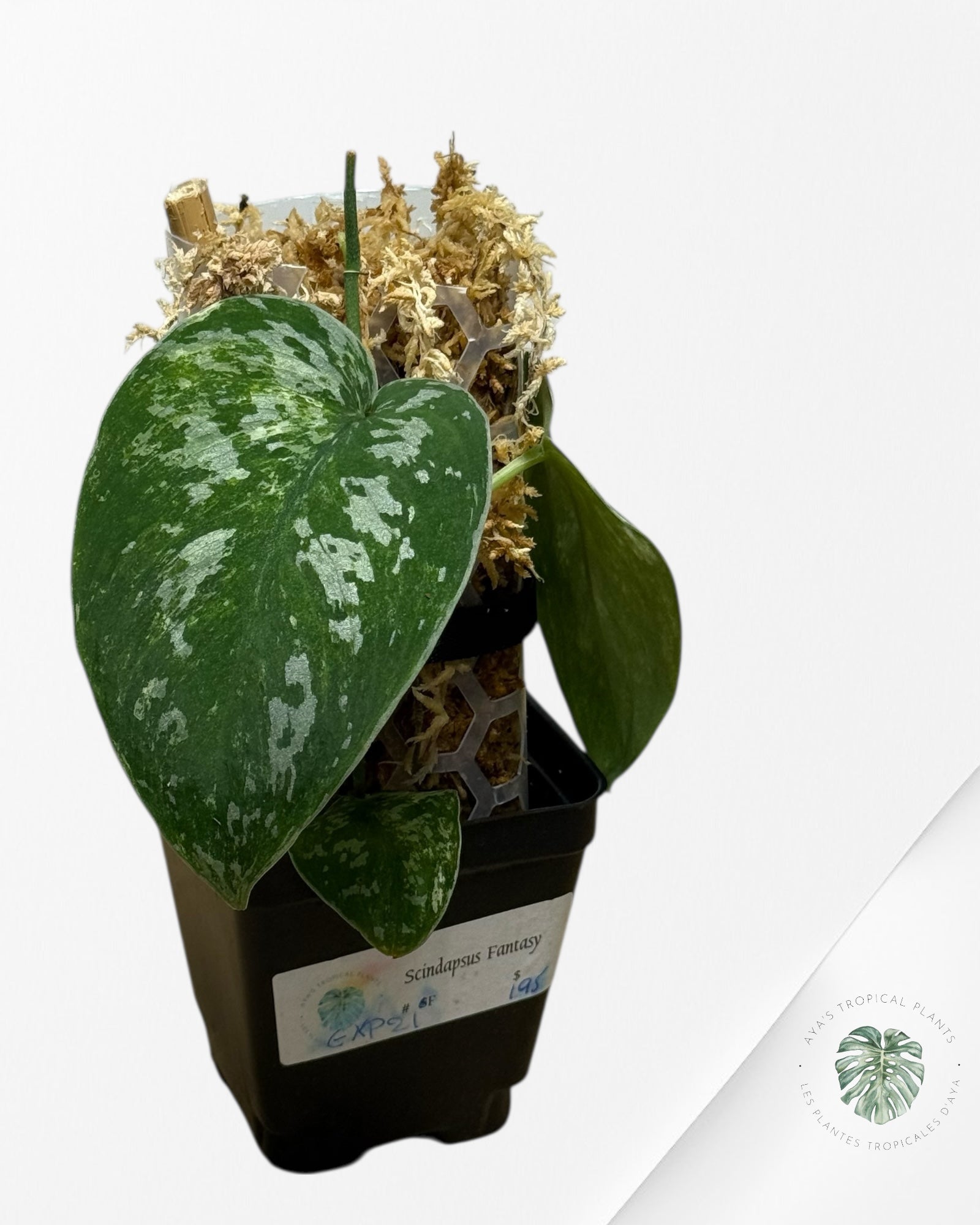 Scindapsus Argyrus Fantasy -EXP21