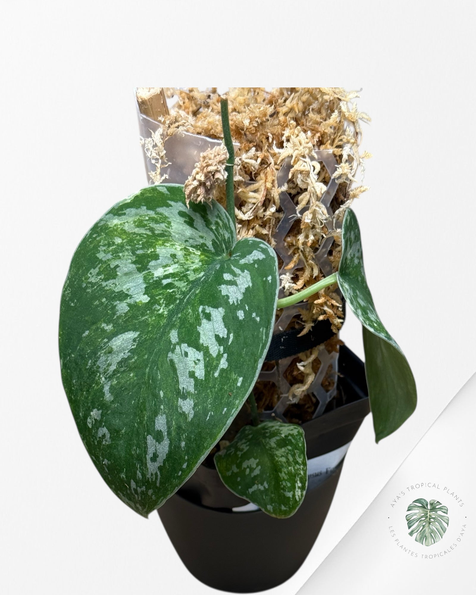 Scindapsus Argyrus Fantasy -EXP21