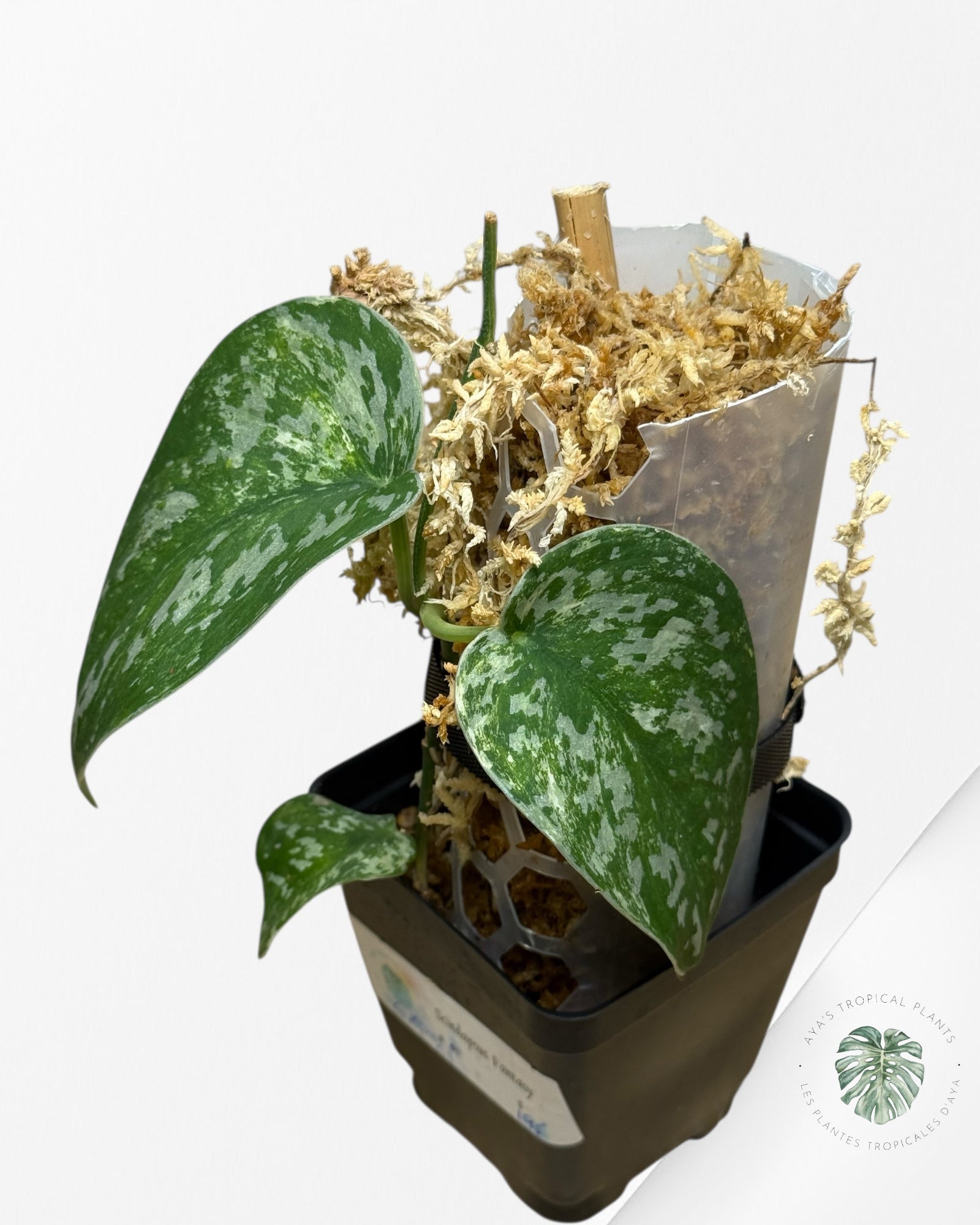 Scindapsus Argyrus Fantasy -EXP21