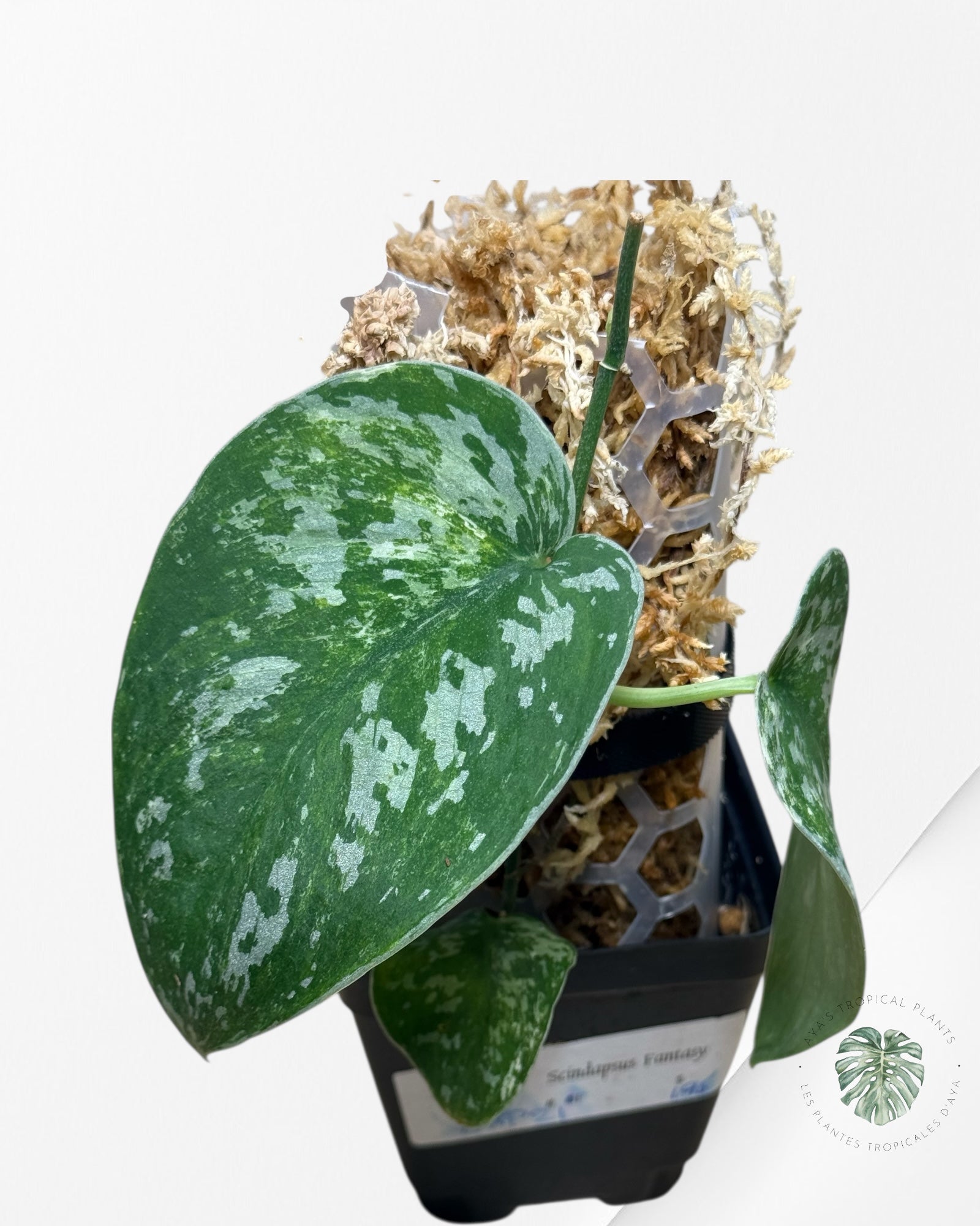 Scindapsus Argyrus Fantasy -EXP21