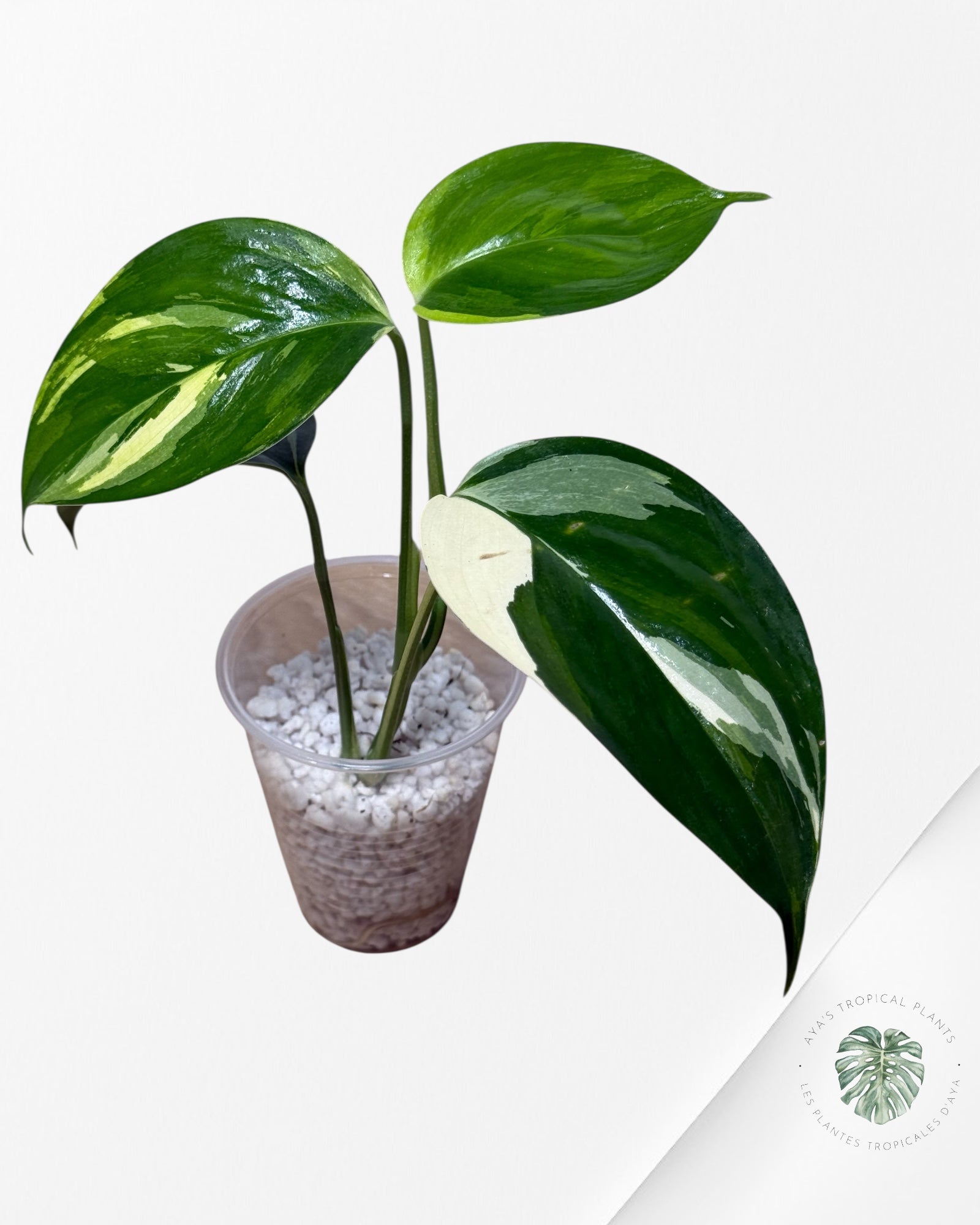 Scindapsus Blue Albo-FF