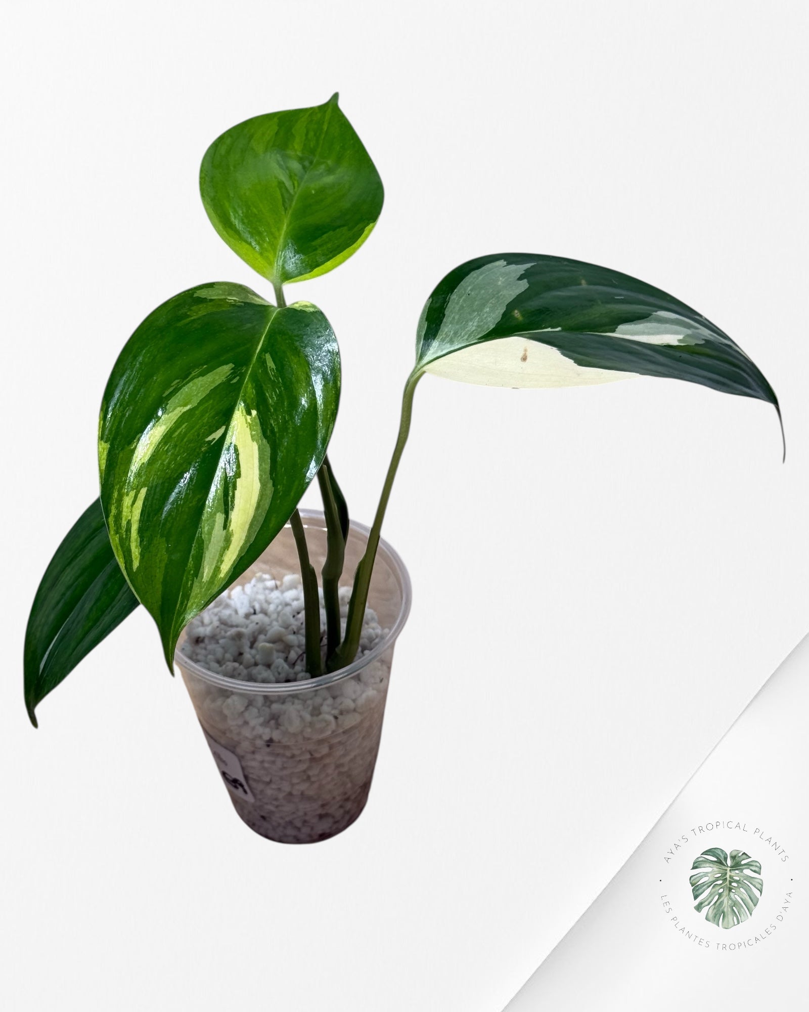 Scindapsus Blue Albo-FF