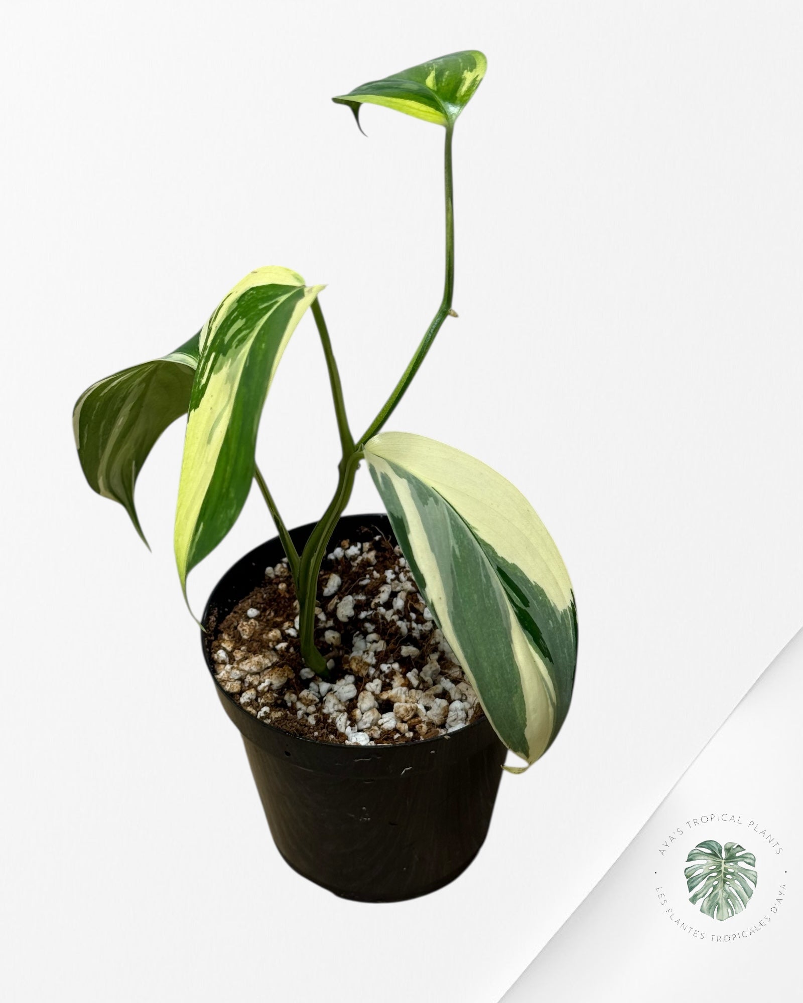 Scindapsus Blue Albo-GG