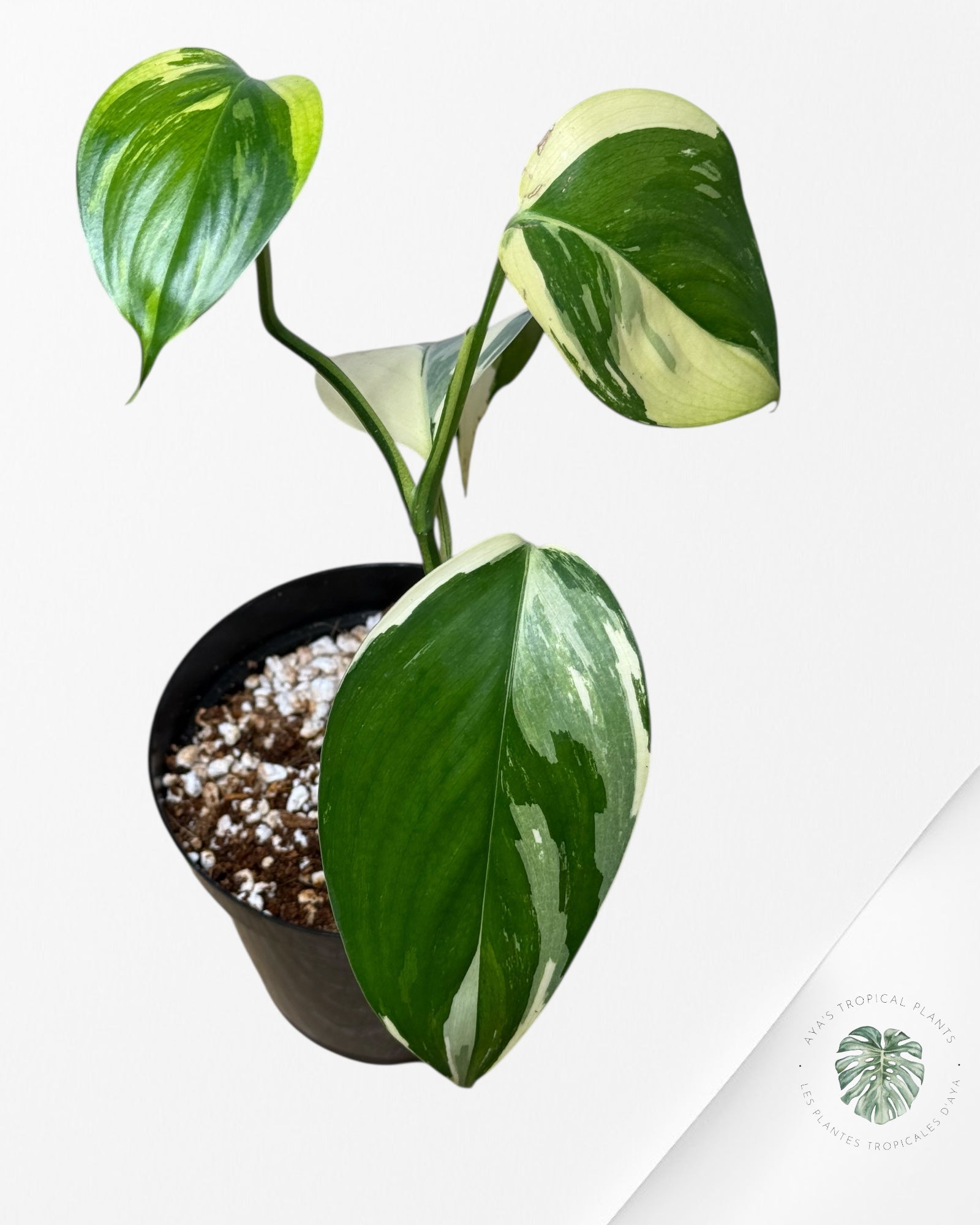 Scindapsus Blue Albo-GG