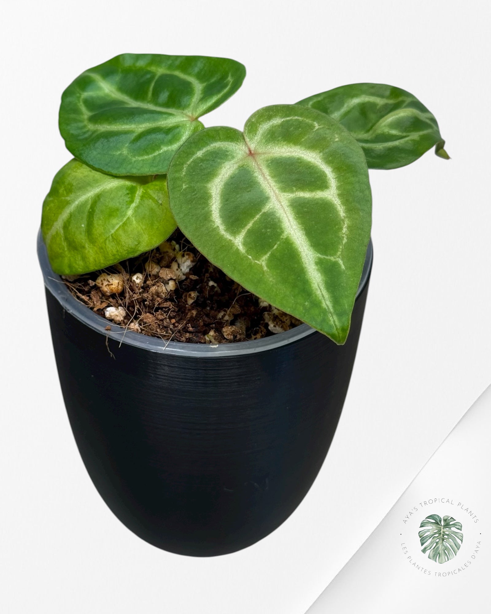 Anthurium Wonder Boy