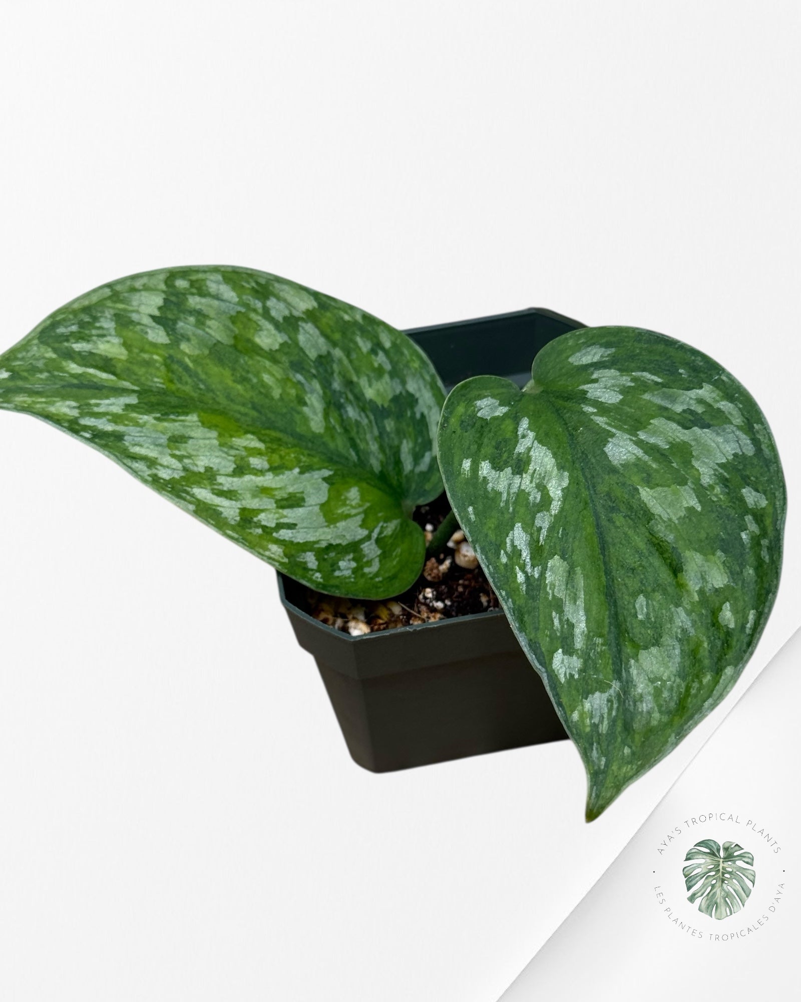 Scindapsus Kusuma -P90