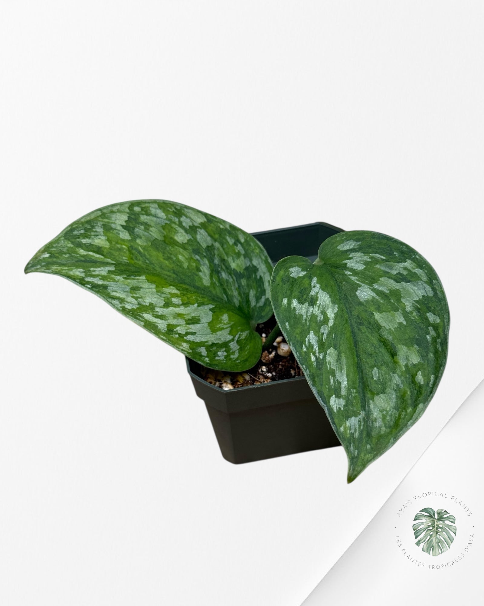 Scindapsus Kusuma -P90