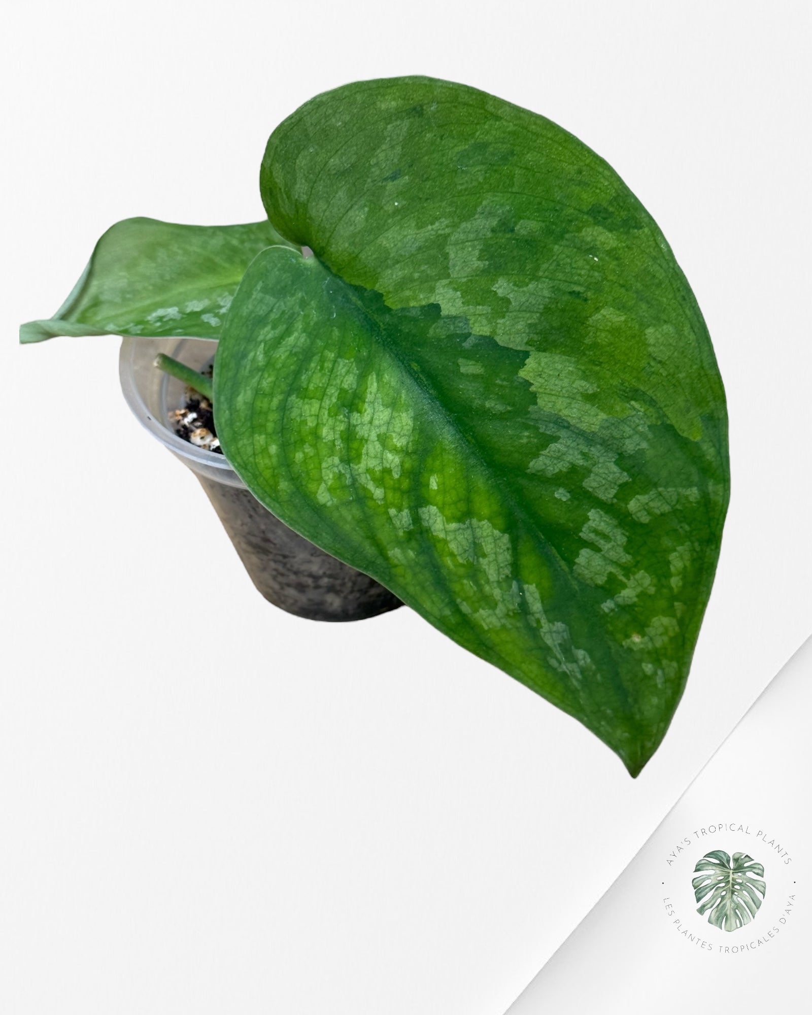 Scindapsus Kusuma -EXP20