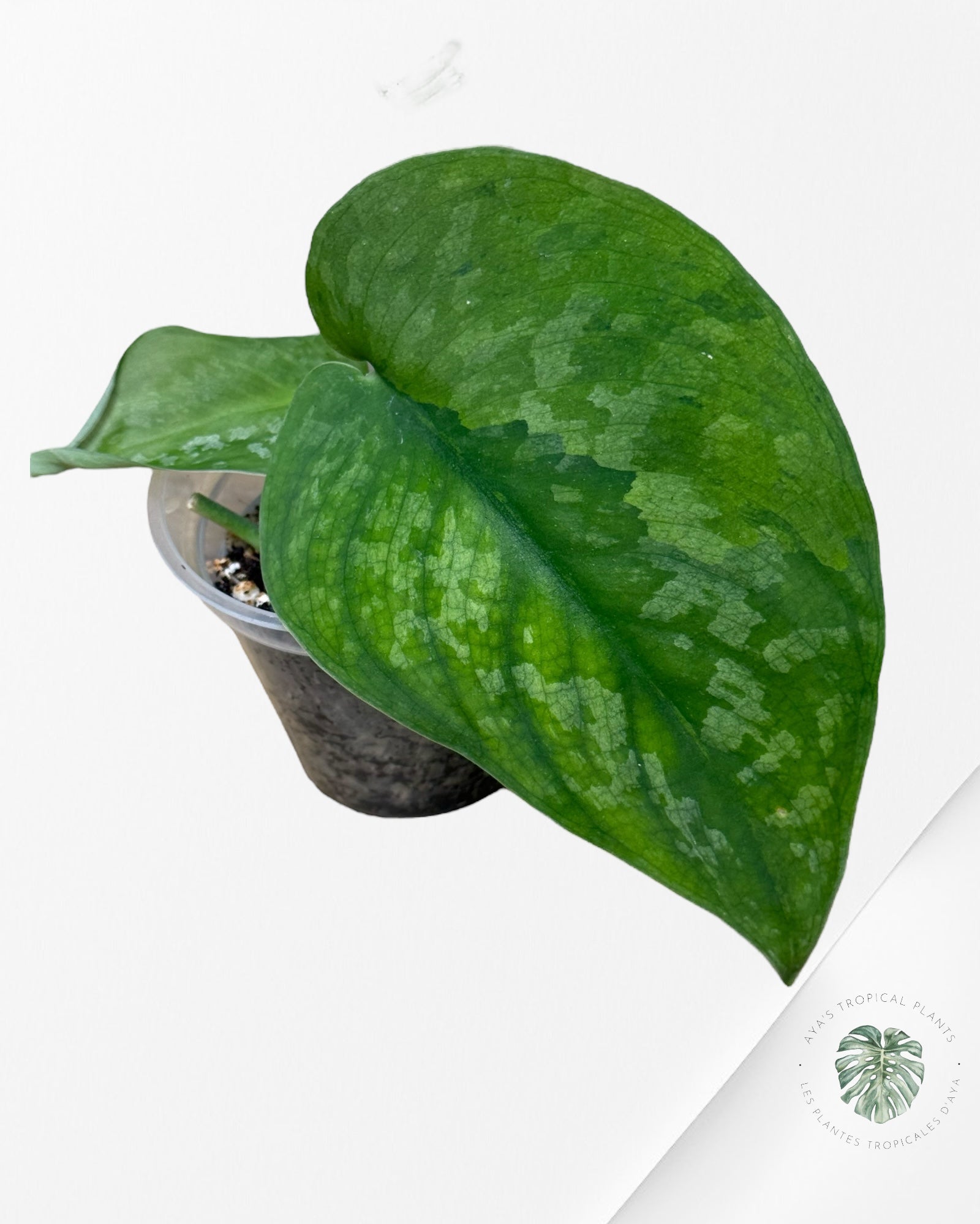 Scindapsus Kusuma -EXP20