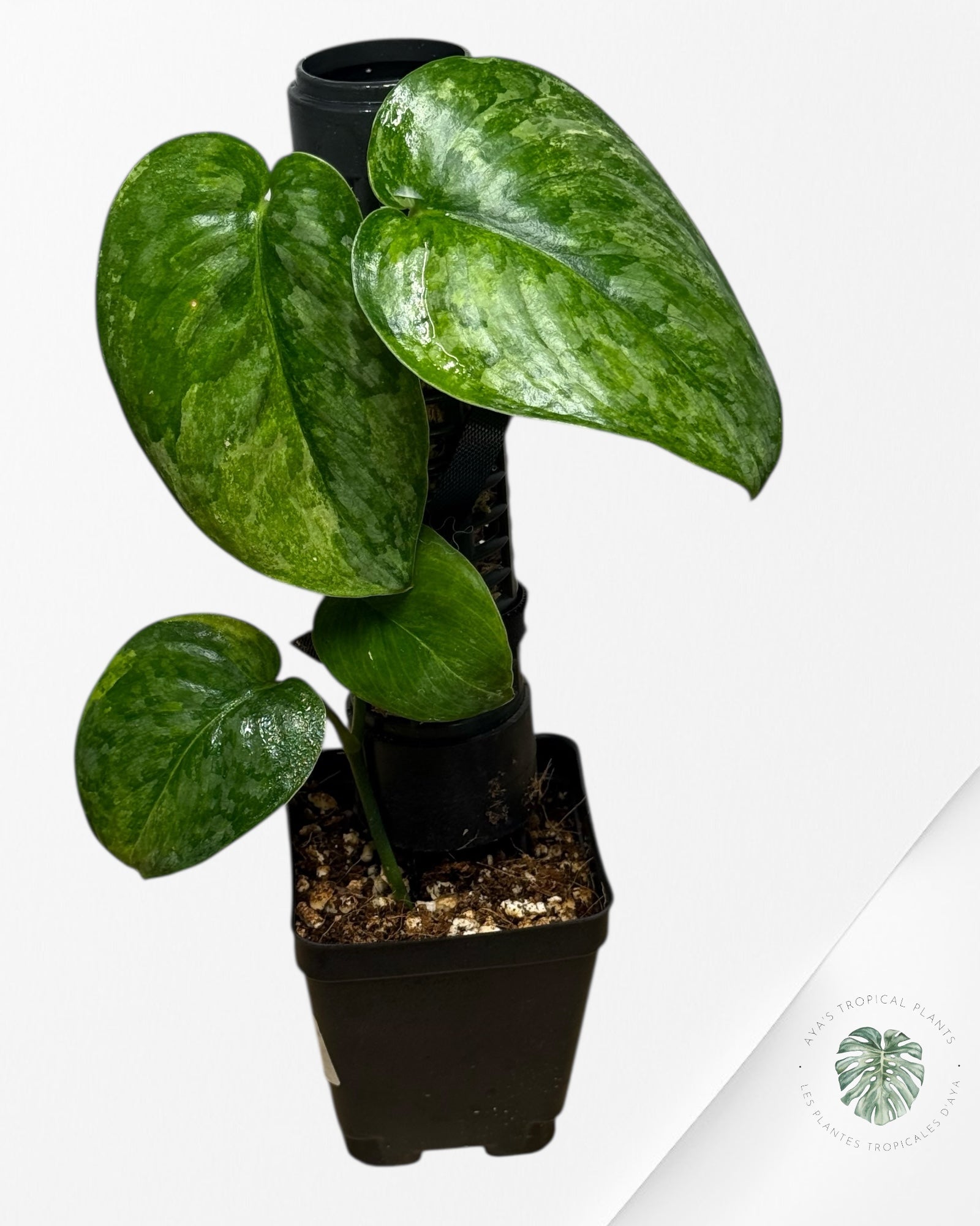 Scindapsus Kusuma-RS2
