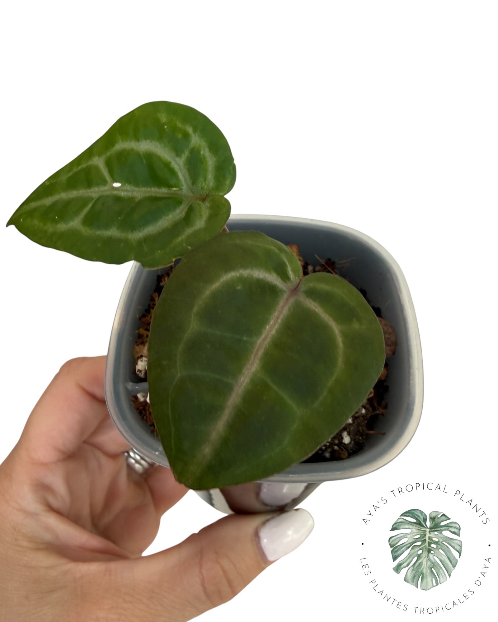 Anthurium Papi × King of Spades