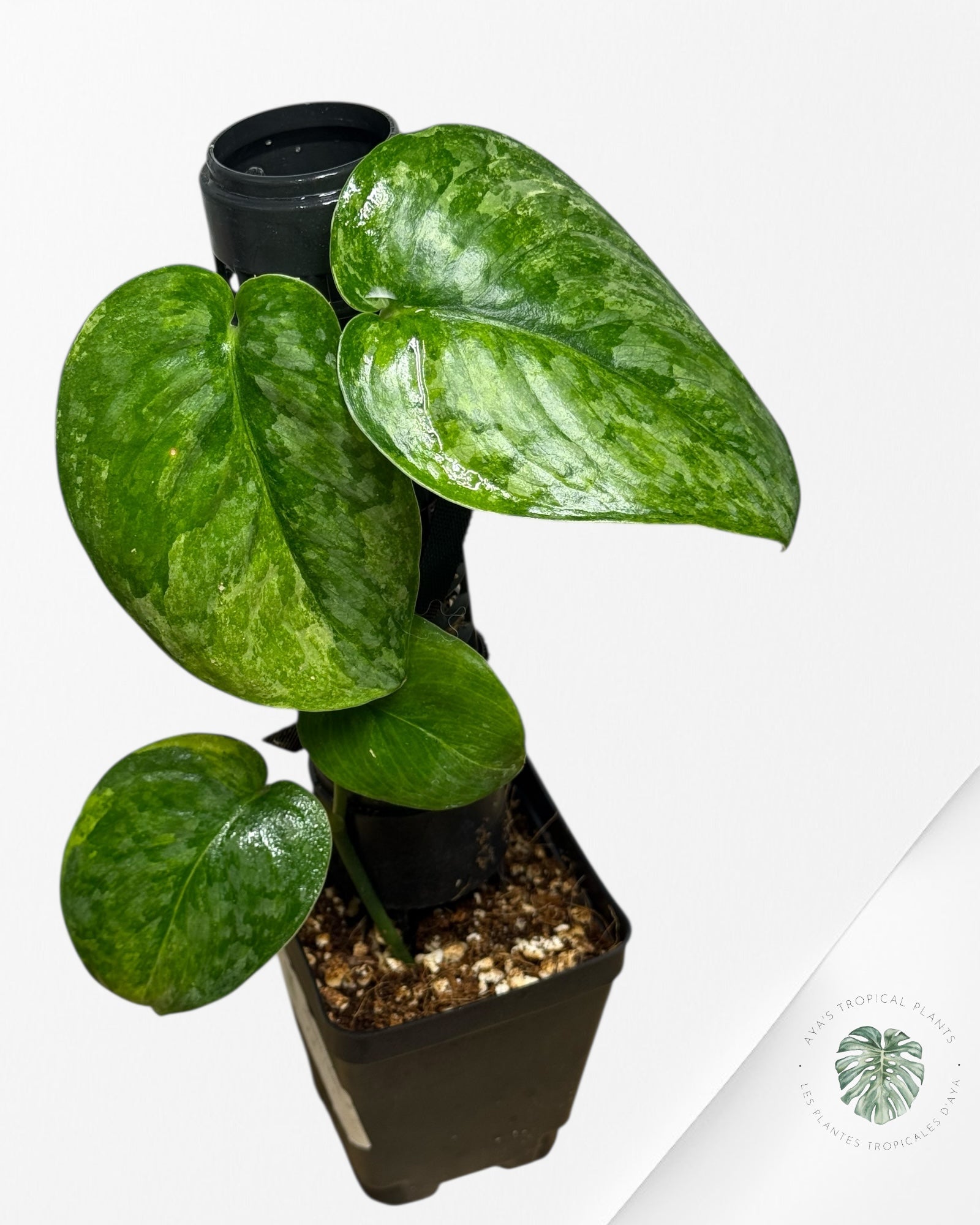 Scindapsus Kusuma-RS2