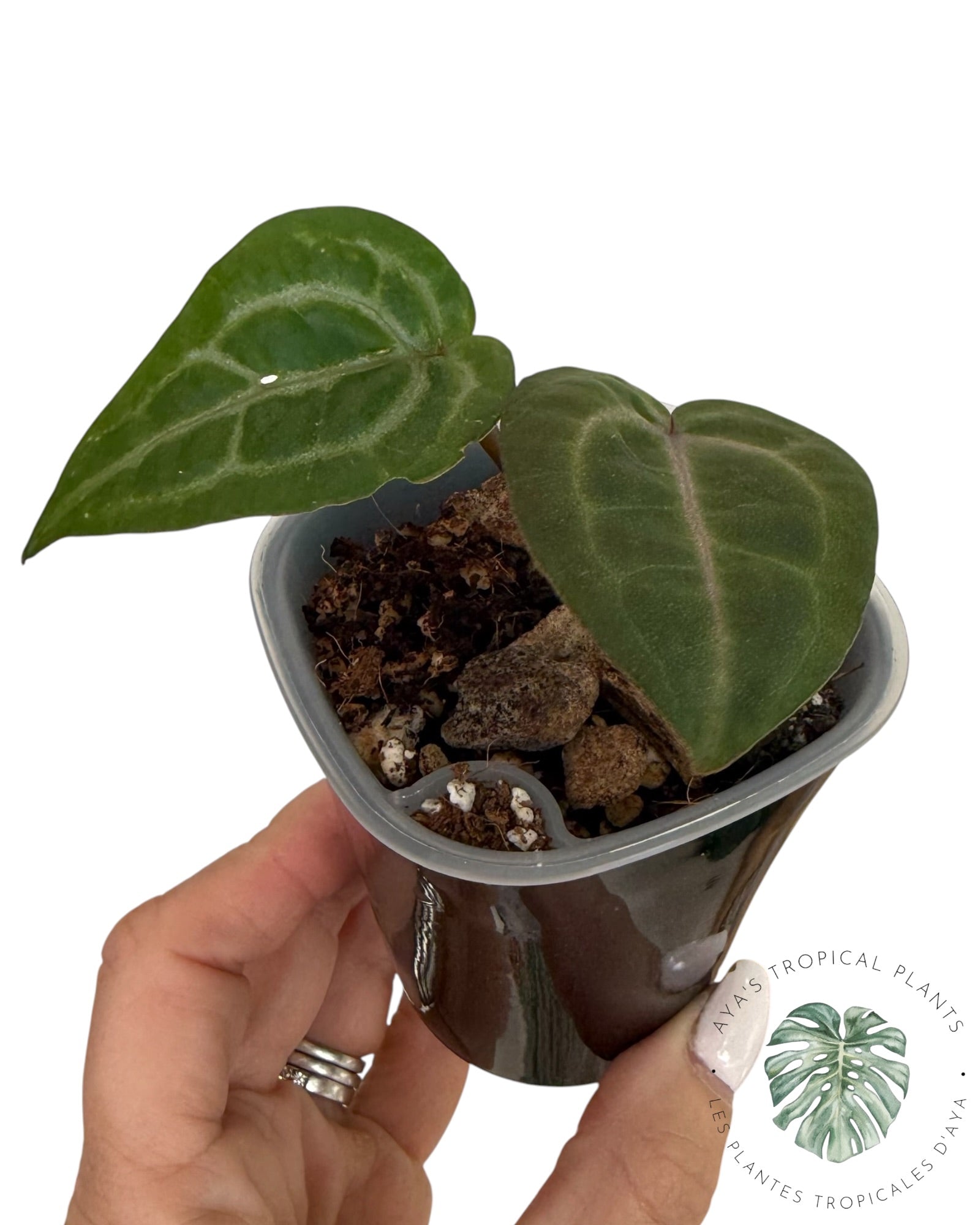 Anthurium Papi × King of Spades