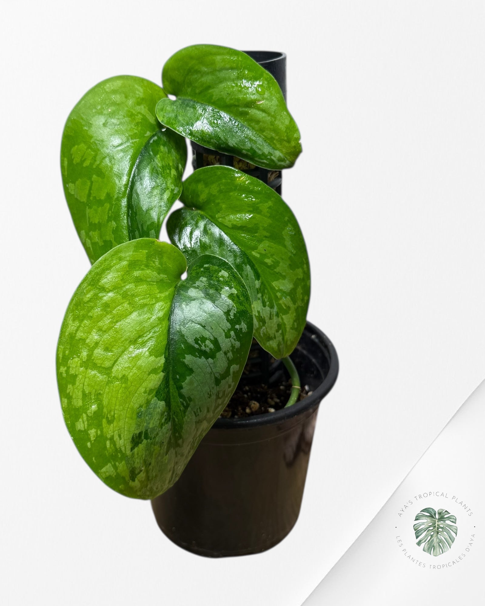 Scindapsus Kusuma - RS1