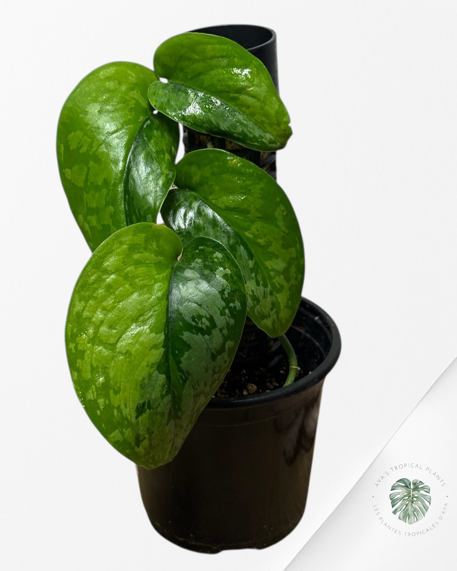 Scindapsus Kusuma - RS1
