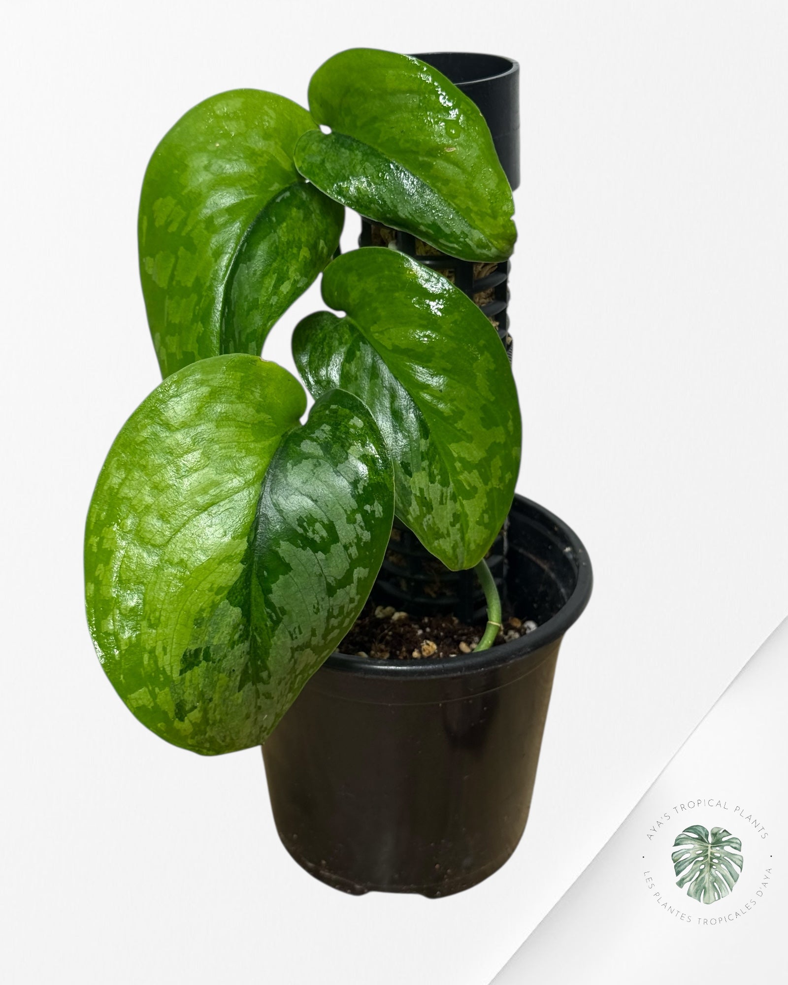 Scindapsus Kusuma - RS1