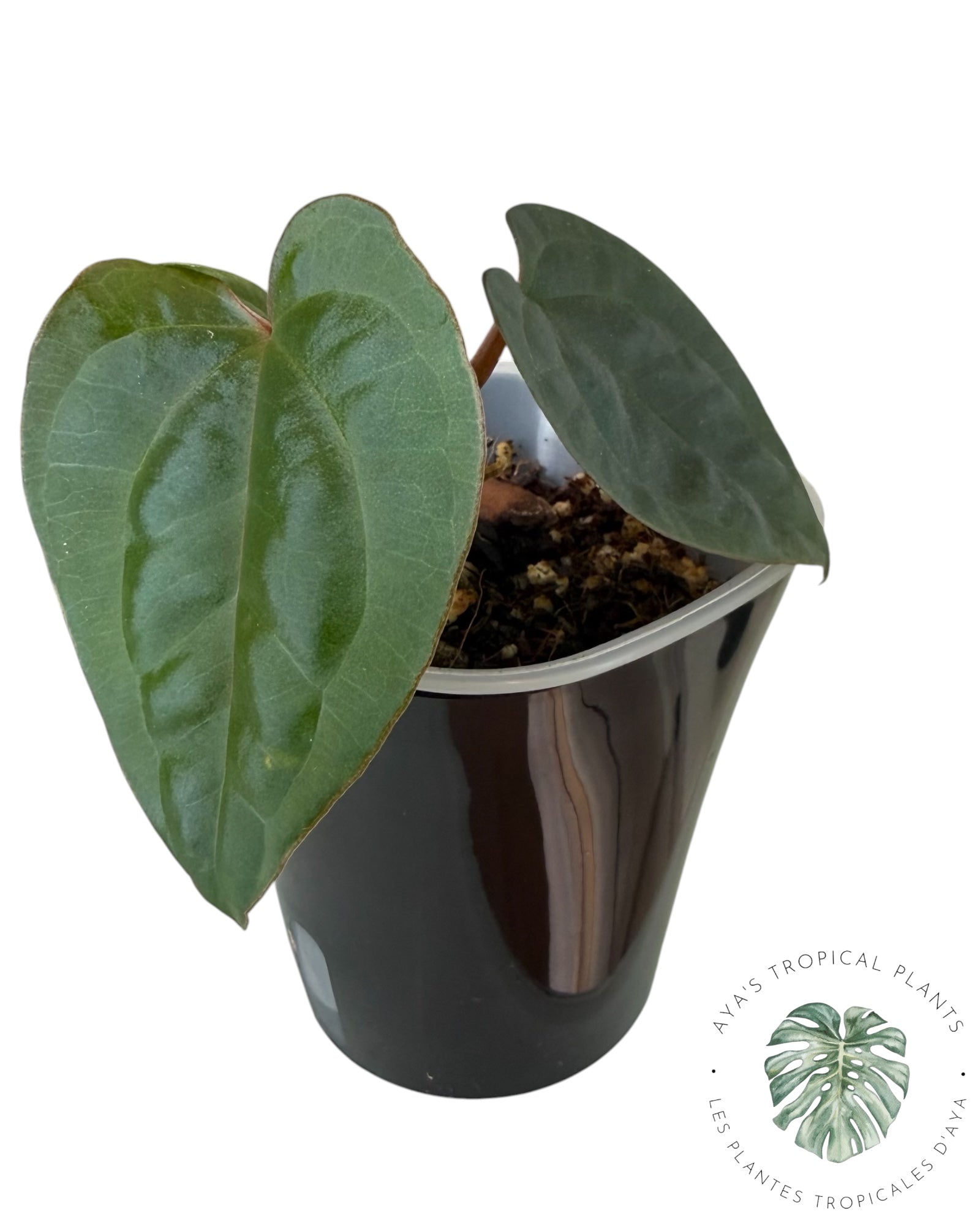 Anthurium Ace of Spades x Luxurians