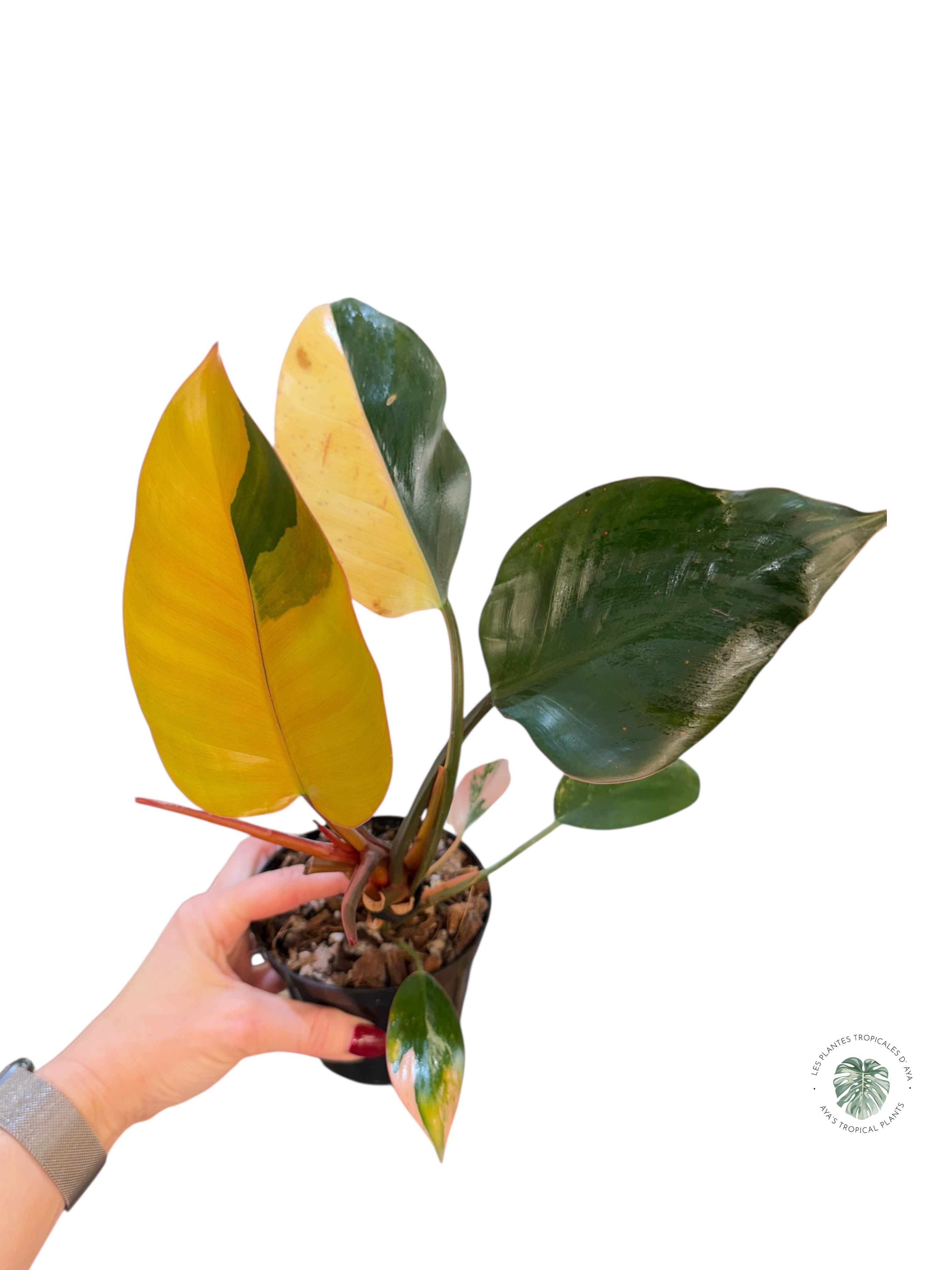 Philodendron 'Red Congo' panaché | Aracée | Plantes tropicales d'Aya