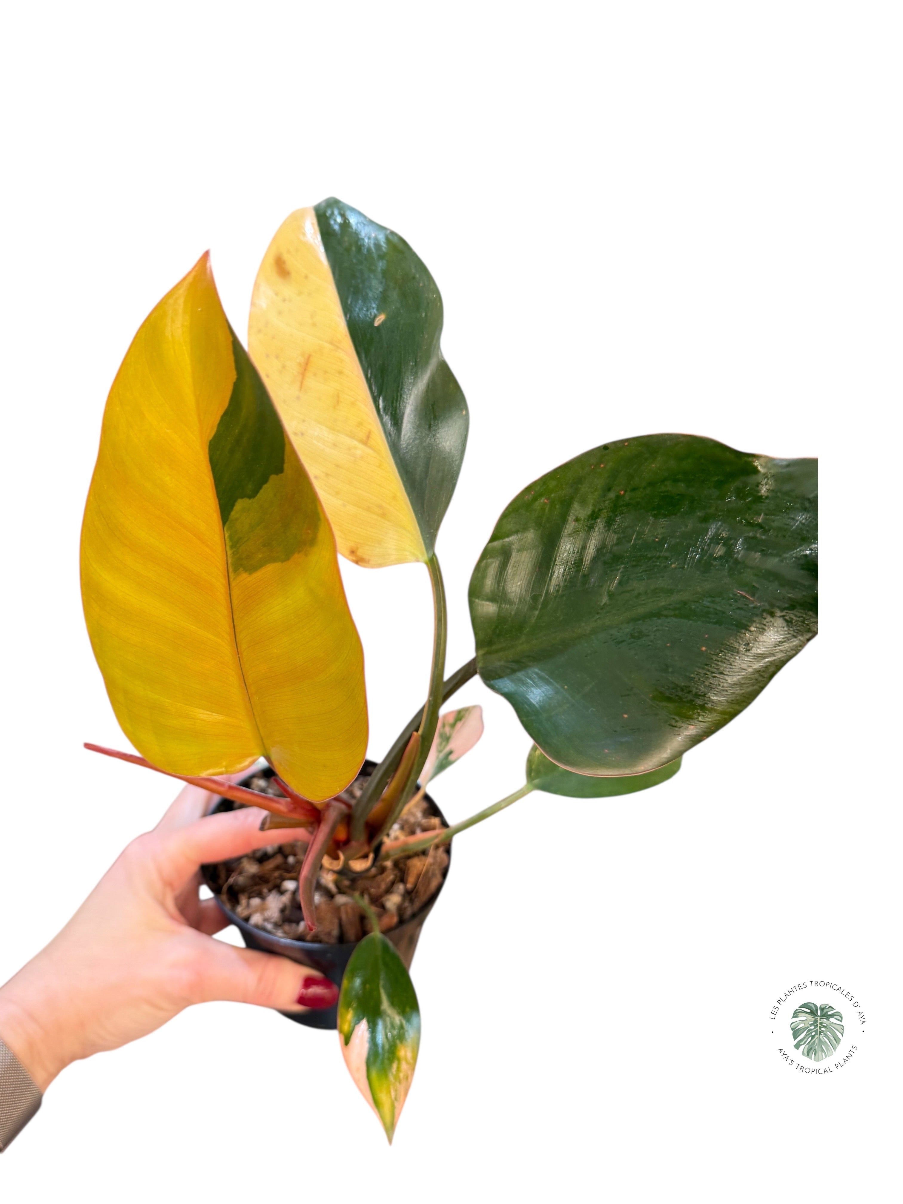 Philodendron 'Red Congo' panaché | Aracée | Plantes tropicales d'Aya