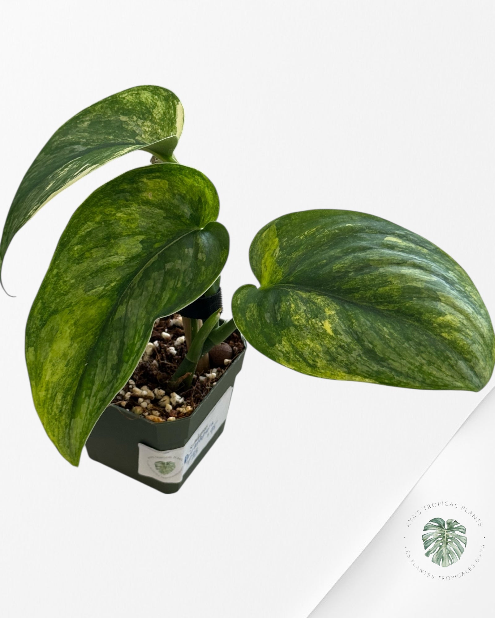 Scindapsus Radjatapura - P33