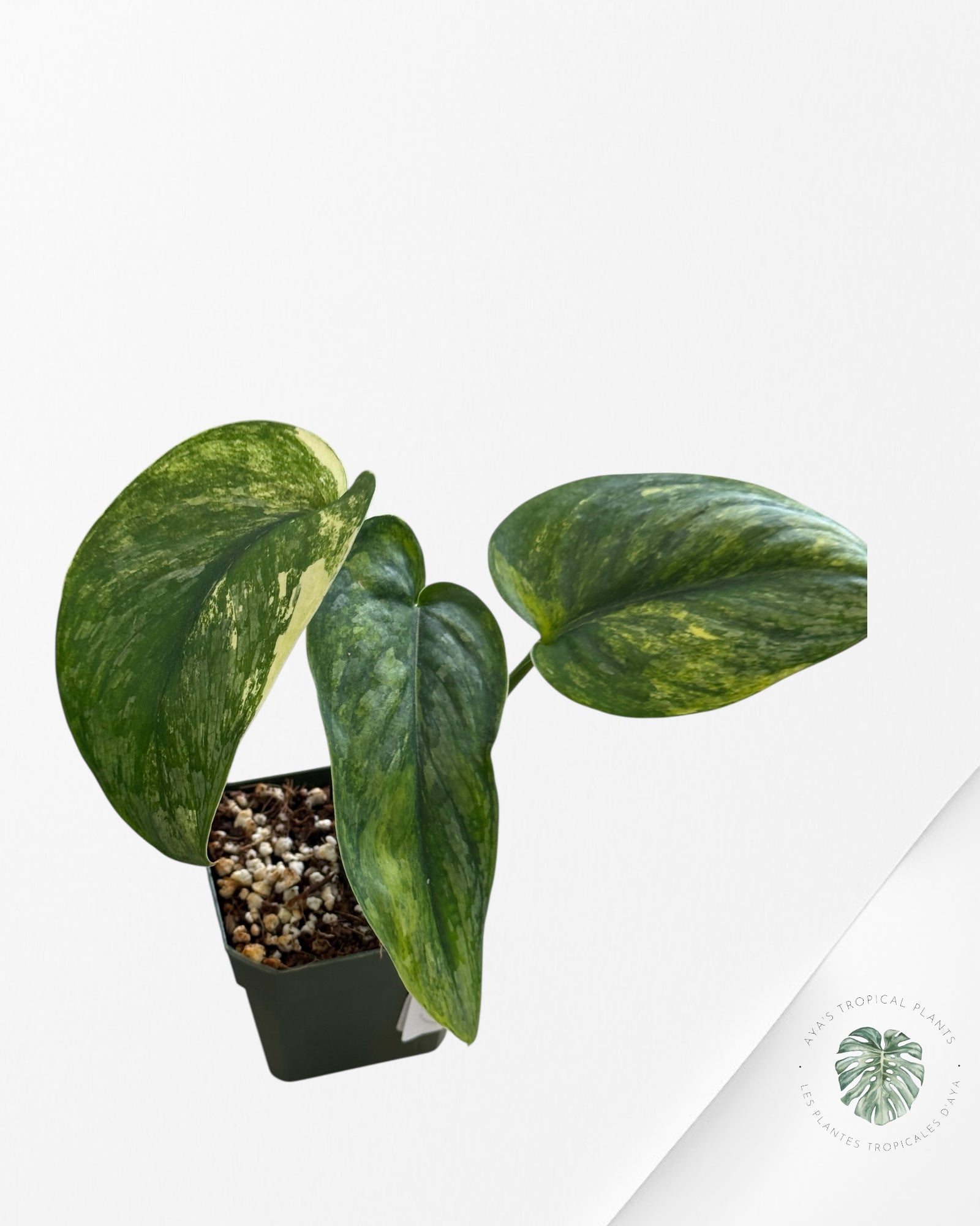Scindapsus Radjatapura - P33