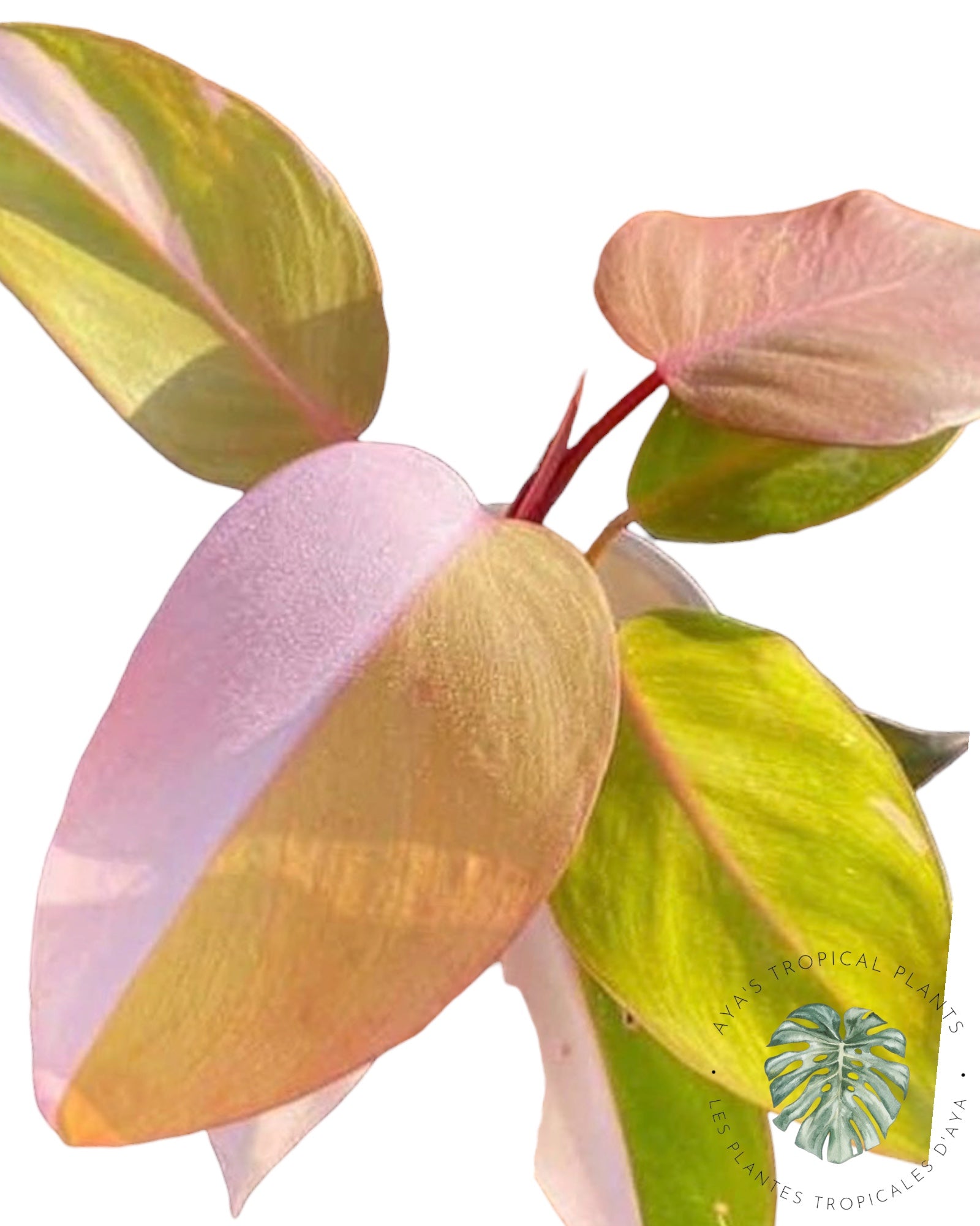 Philodendron Persimmon Princess
