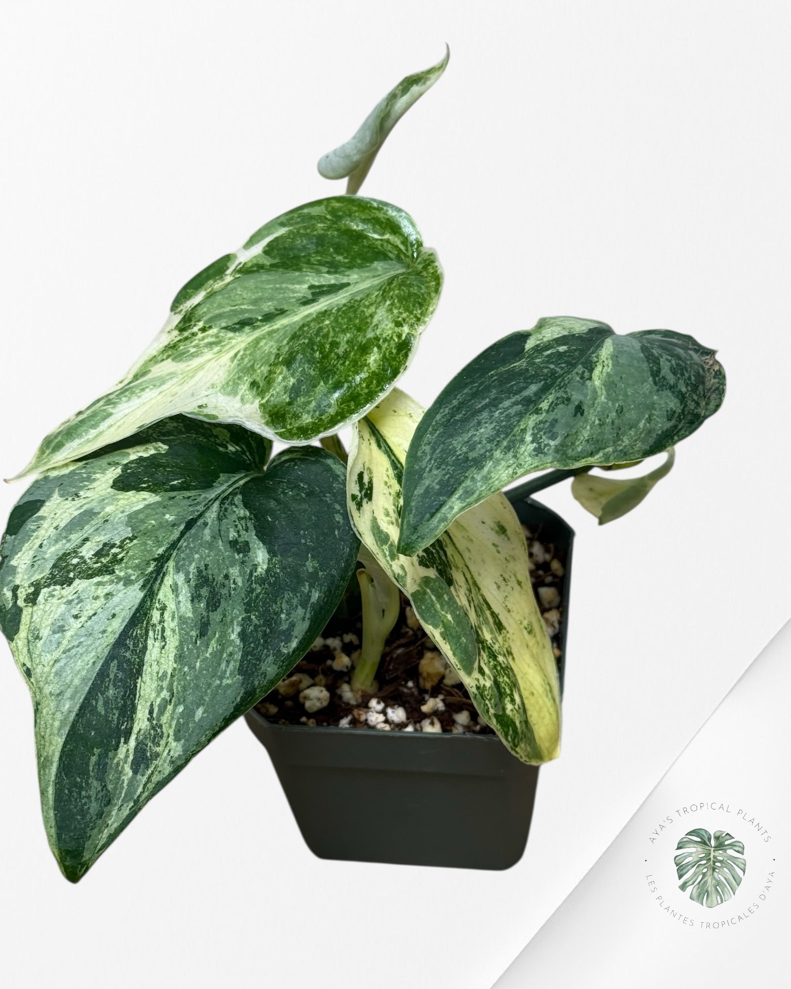 Scindapsus Silver Splash Variegated-300