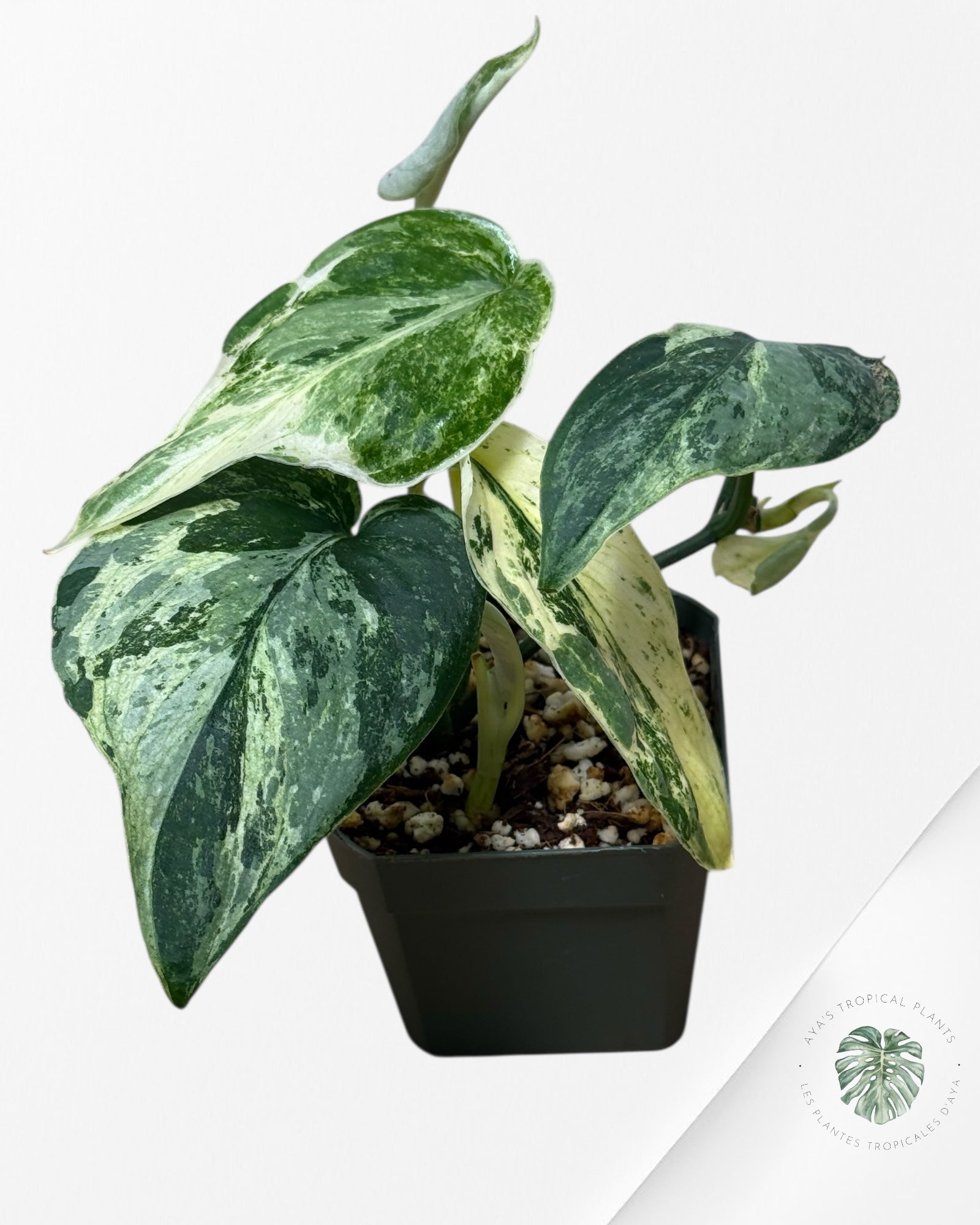 Scindapsus Silver Splash Variegated-300