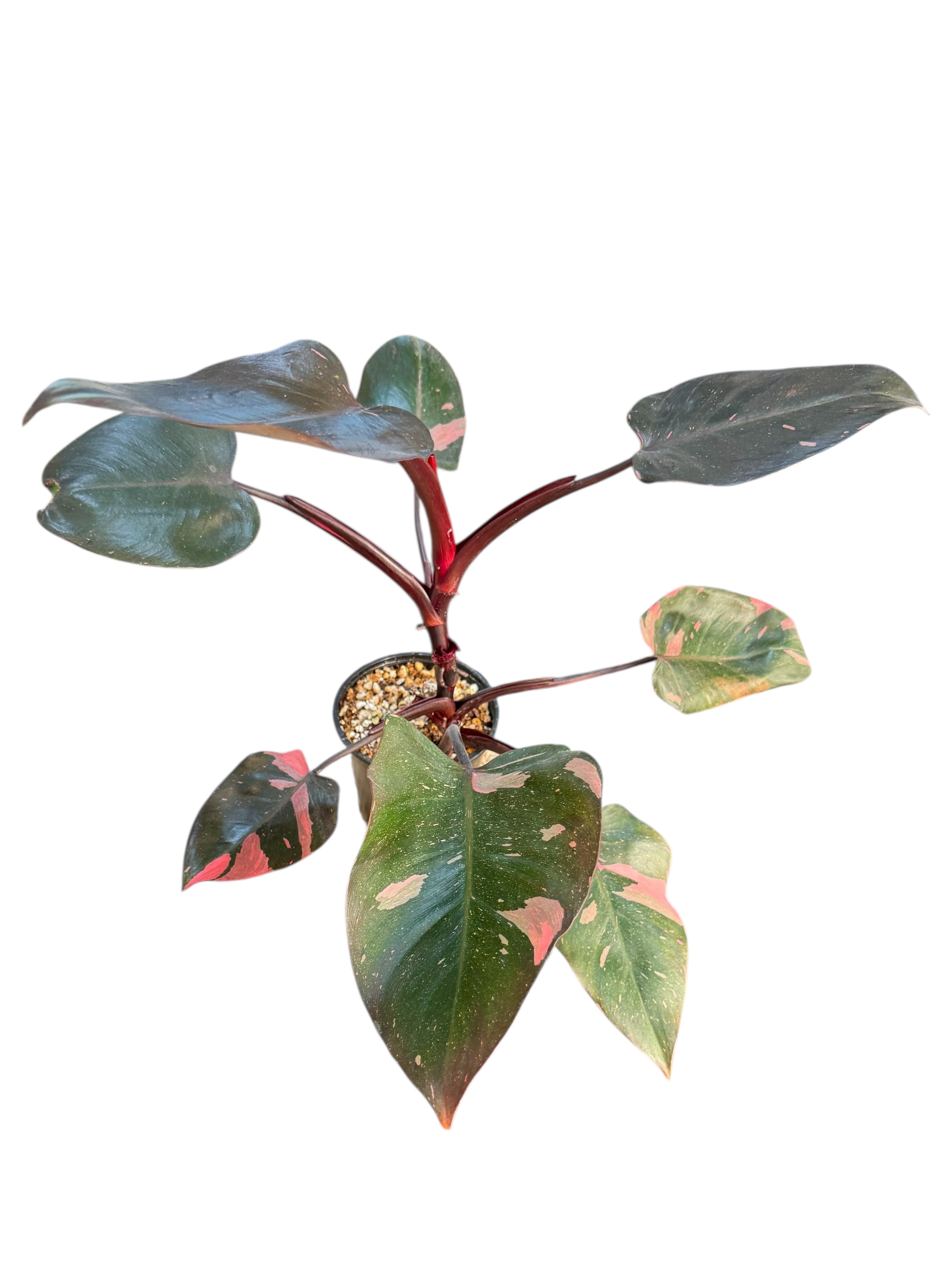 Philodendron 'Pink Princess' Marble King | Aracée | Plantes tropicales d'Aya
