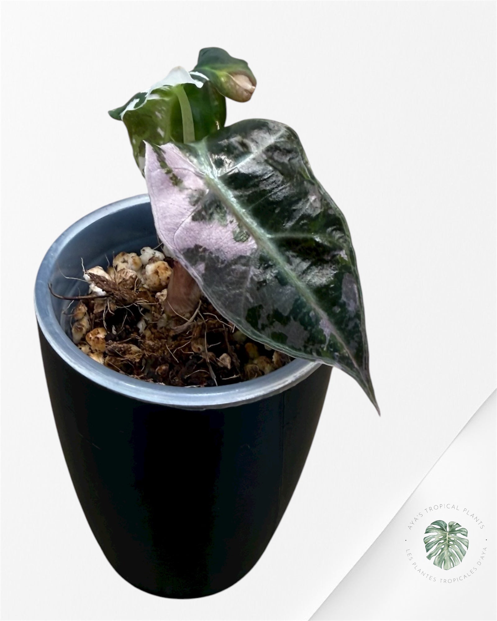 Alocasia Polly Pink Variegated