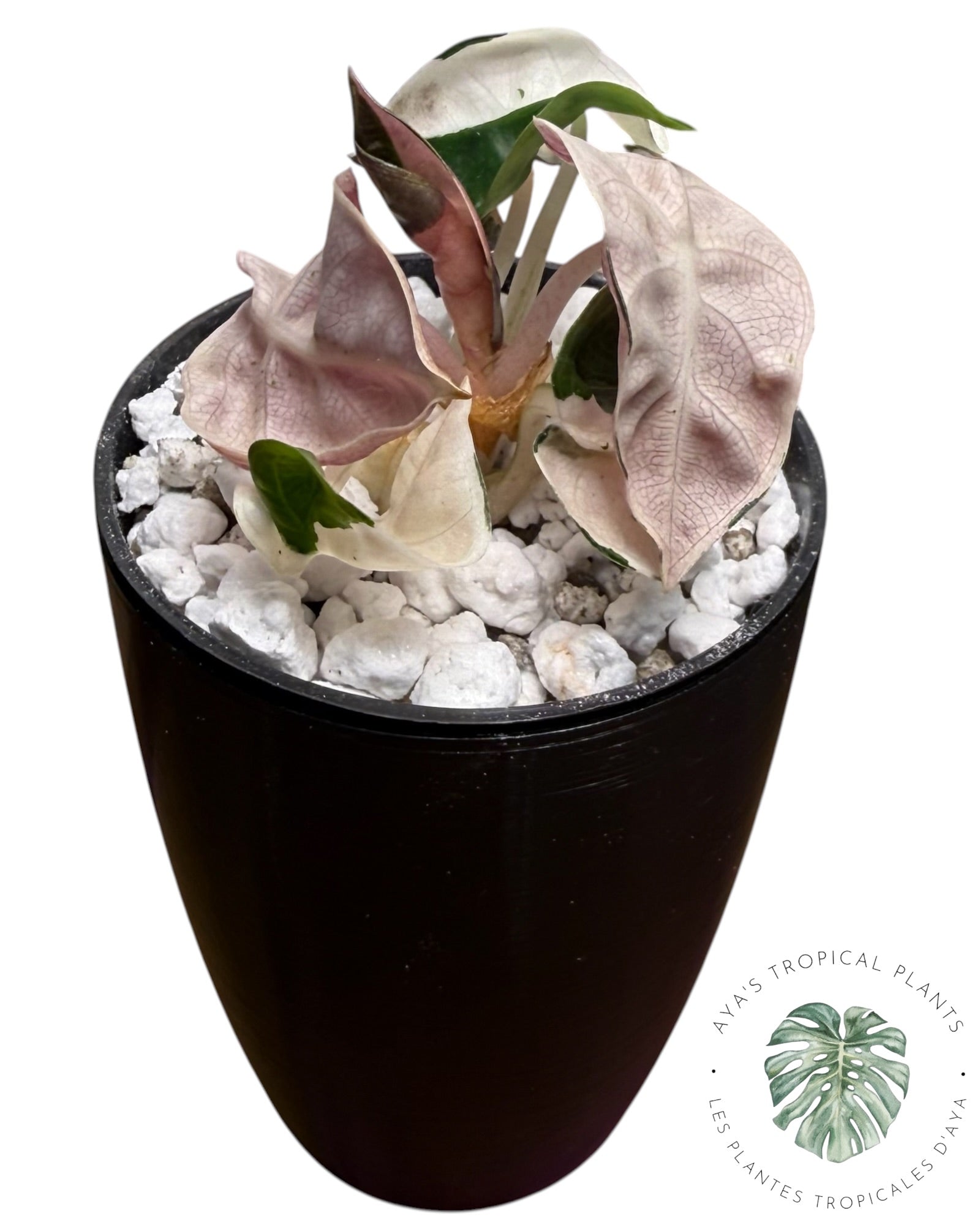 Alocasia Heart Balloon Pink variegated