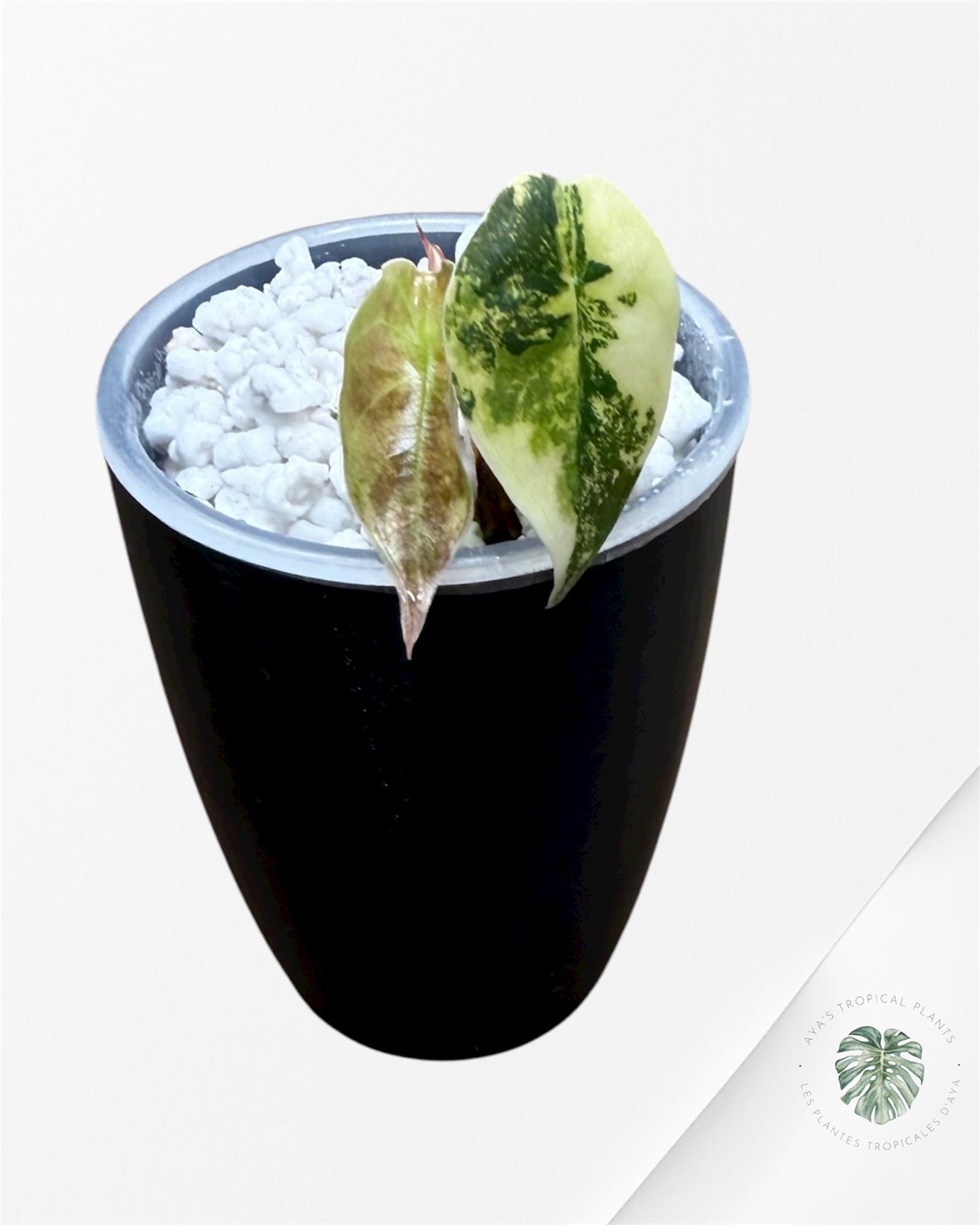 Alocasia Sedenii Aurea Variegated