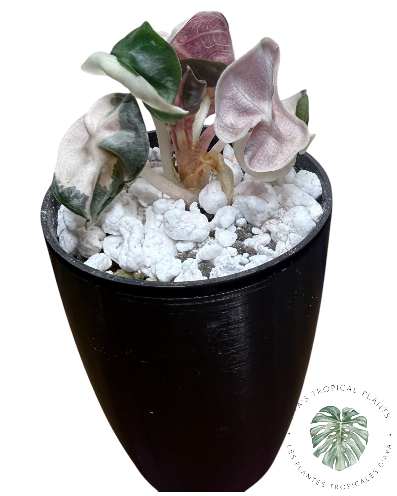 Alocasia Heart Balloon Pink variegated
